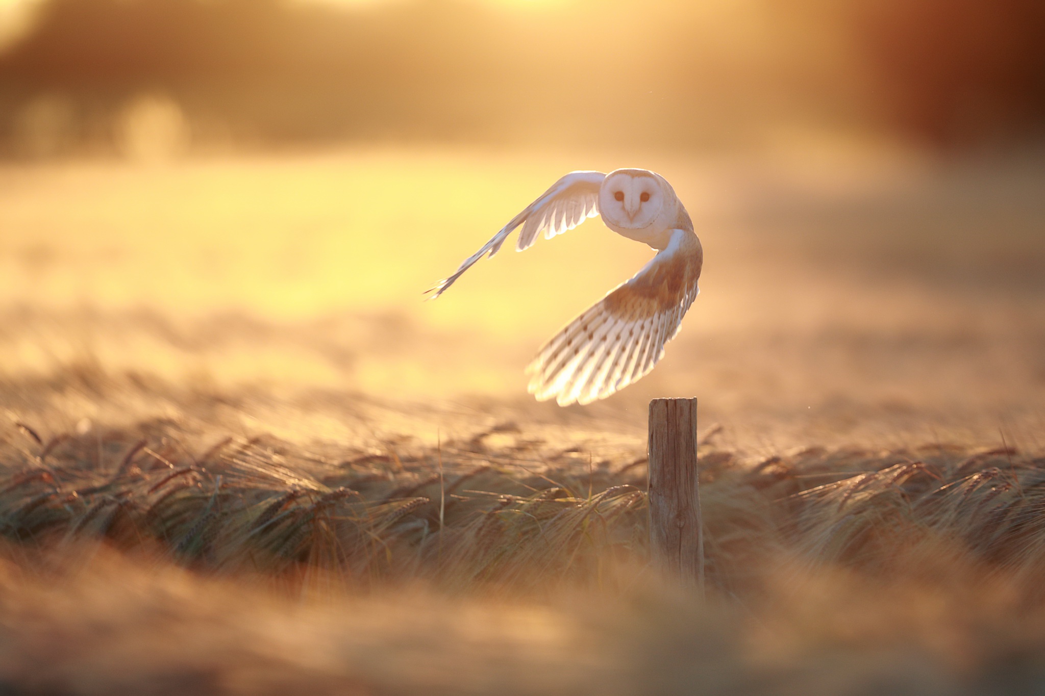 Free download wallpaper Birds, Owl, Summer, Wheat, Bird, Animal, Barn Owl on your PC desktop