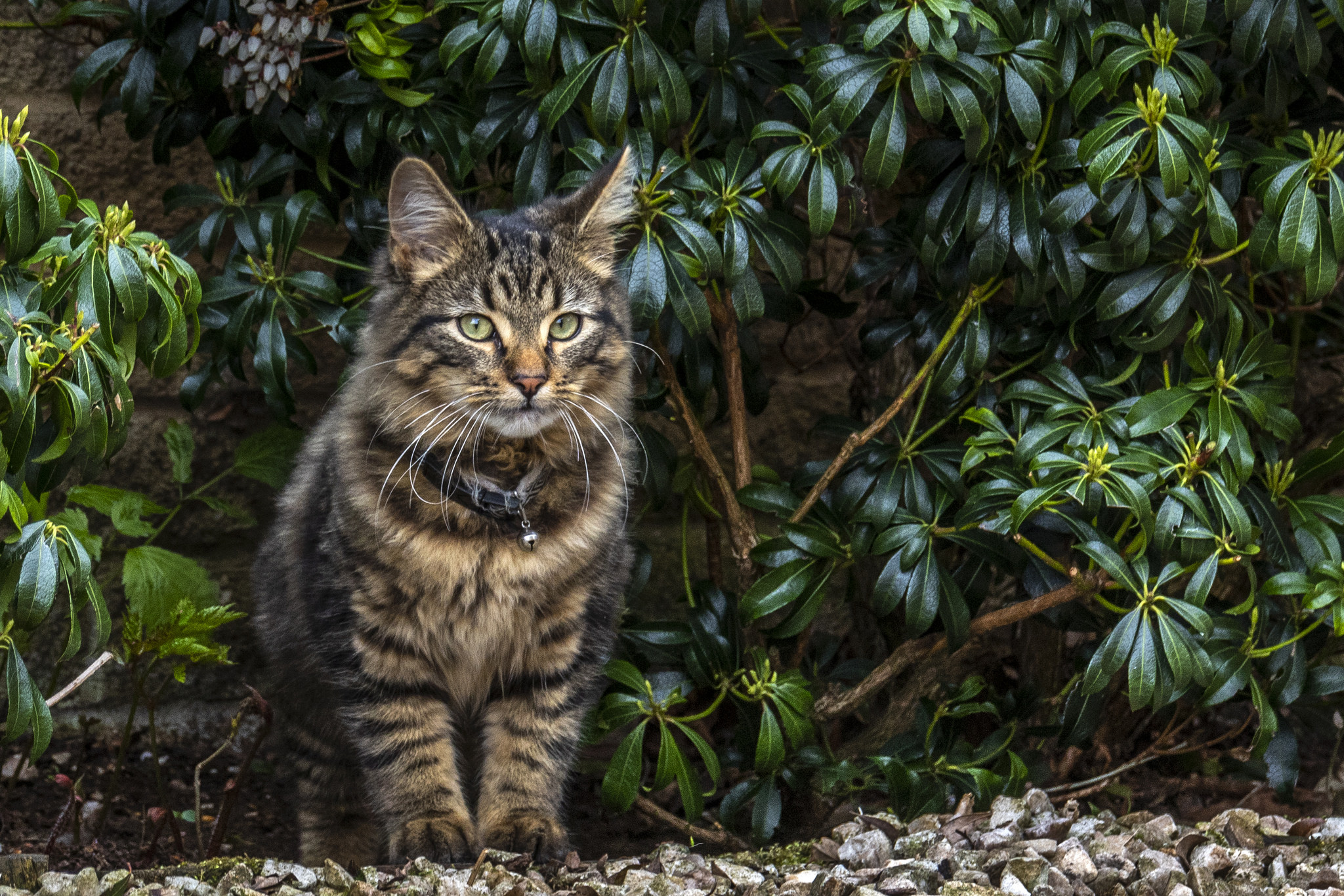 Handy-Wallpaper Tiere, Katzen, Katze kostenlos herunterladen.