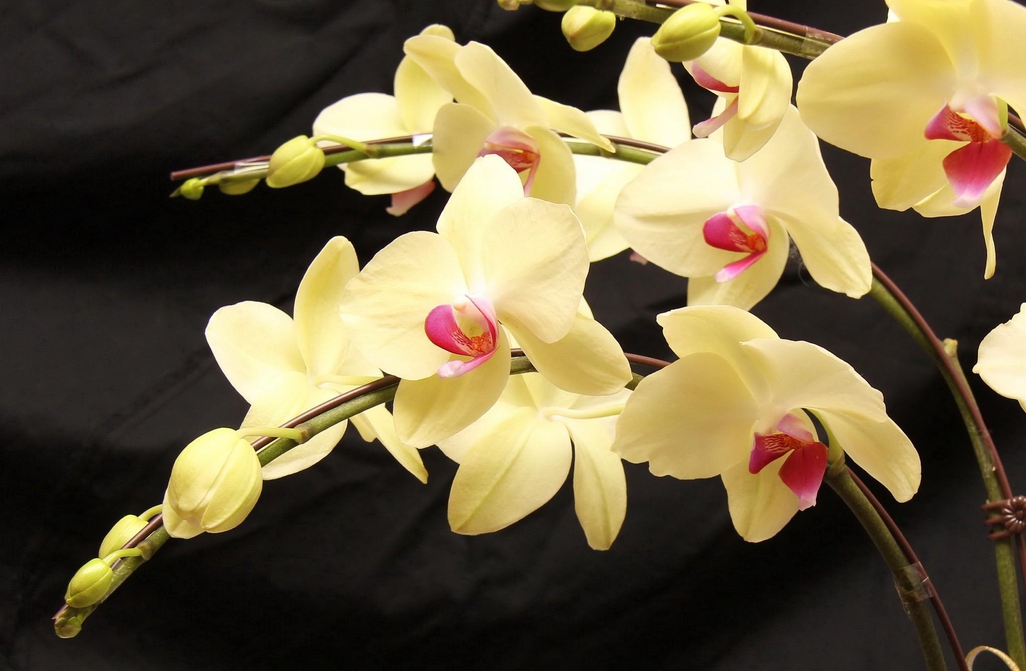 orchids, flowers, branches, exotic, exotics