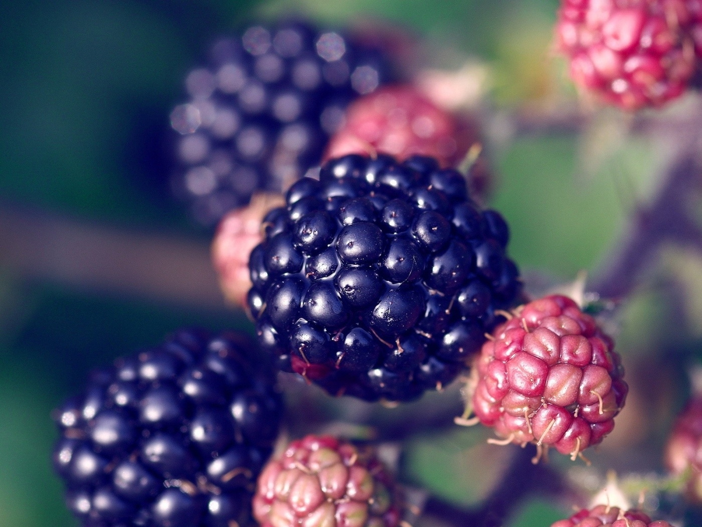 Handy-Wallpaper Berries, Pflanzen kostenlos herunterladen.