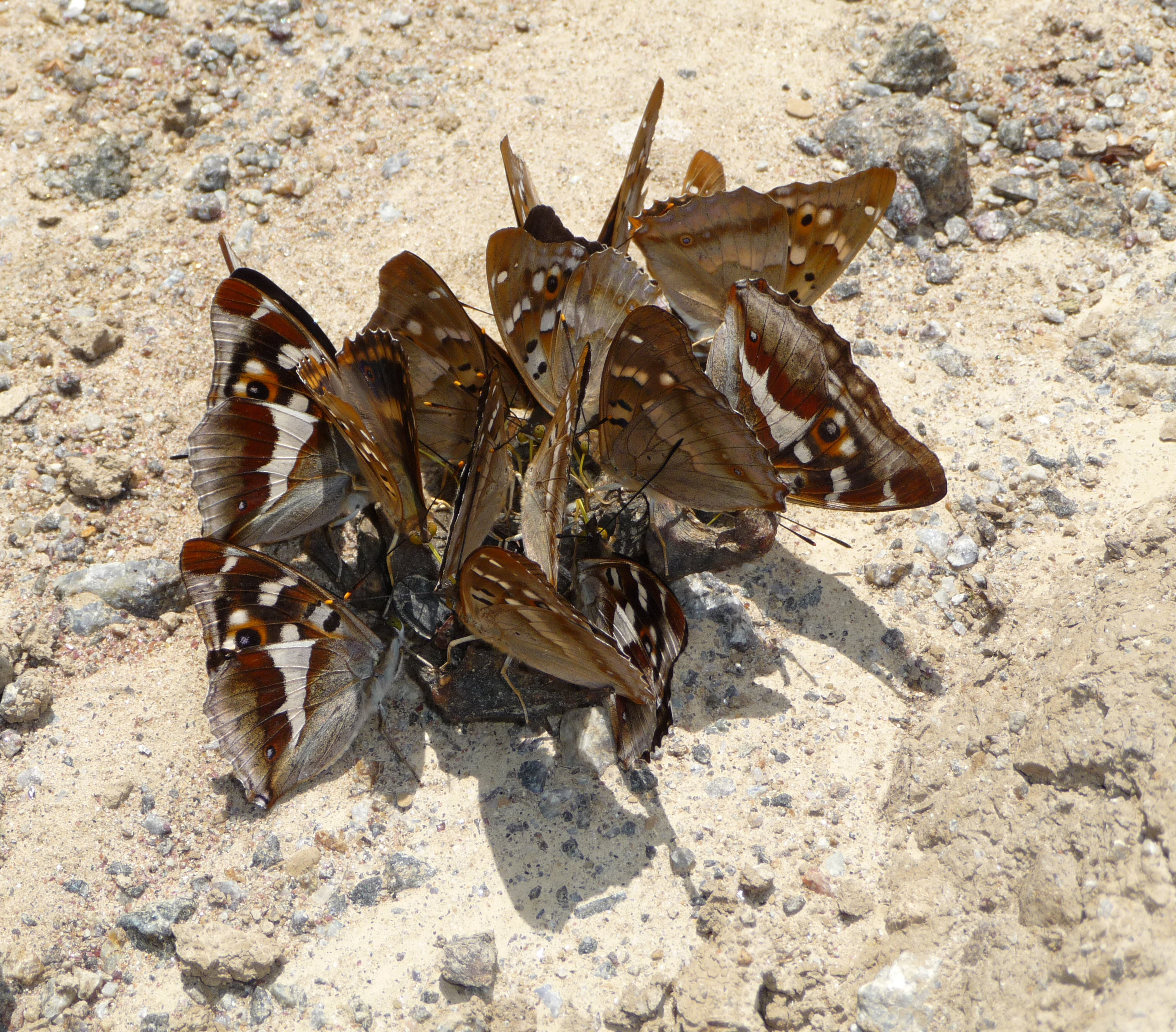 Download mobile wallpaper Butterfly, Animal for free.