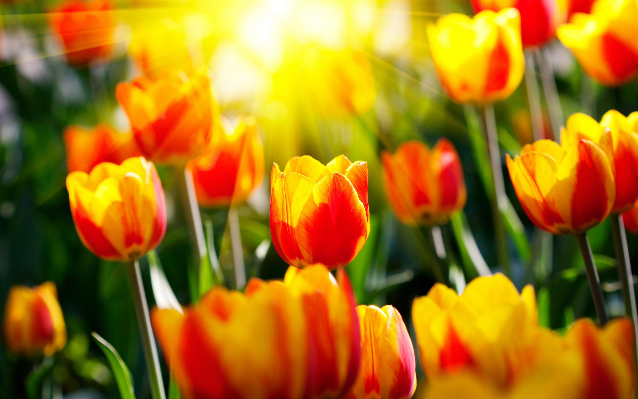 Download mobile wallpaper Flowers, Earth, Tulip for free.