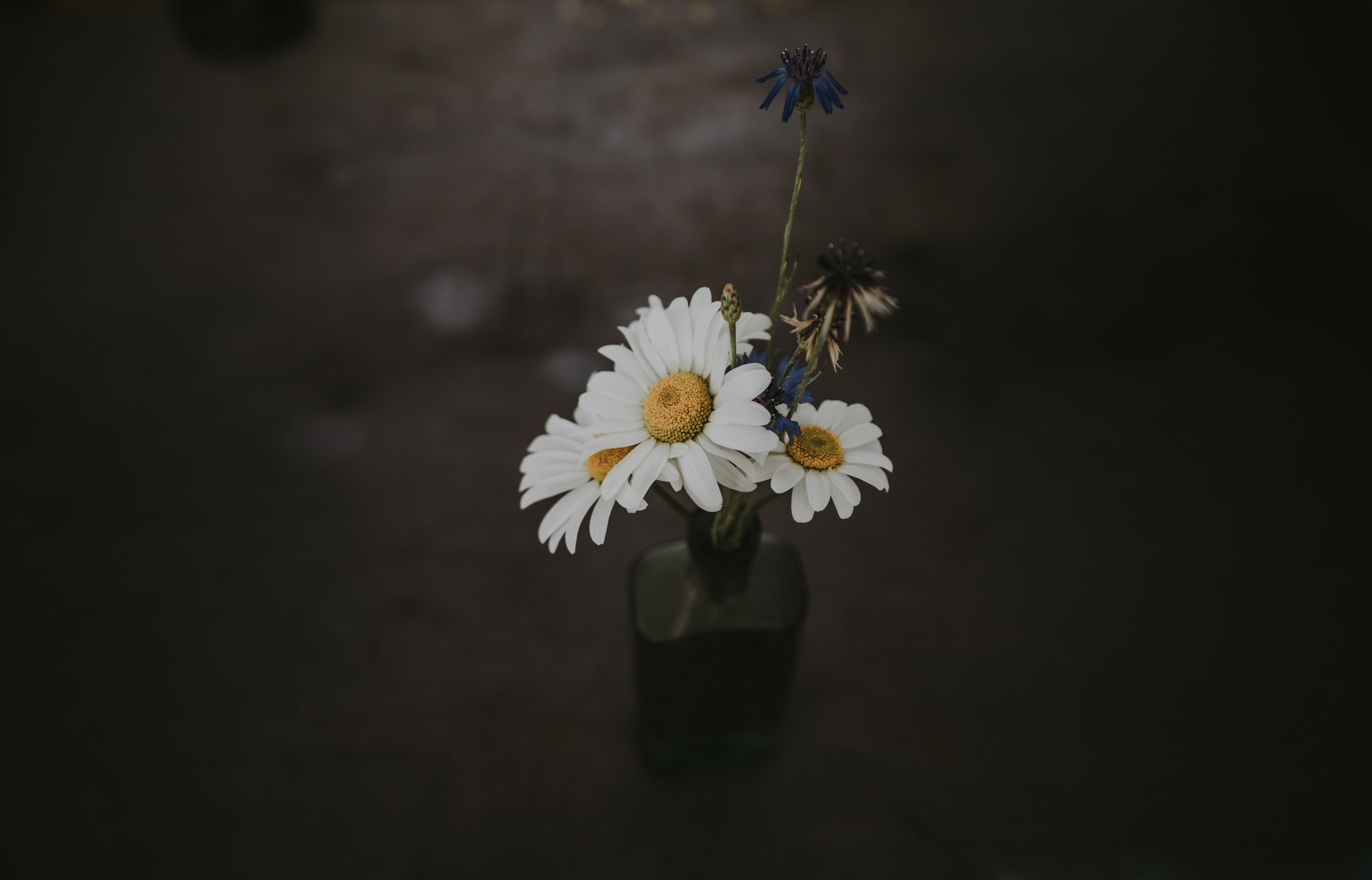 wildflowers, composition, camomile, dark, bouquet, vase
