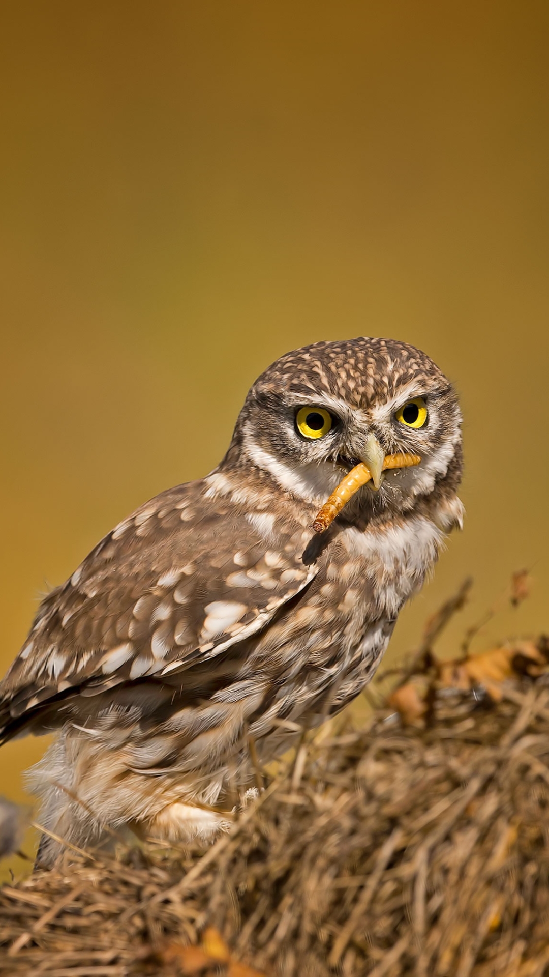 Téléchargez des papiers peints mobile Animaux, Oiseau, Hibou, Des Oiseaux gratuitement.