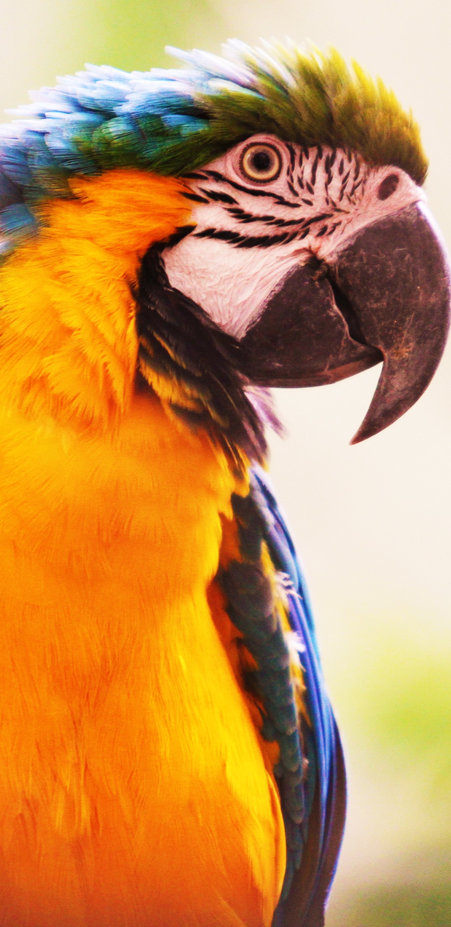 Laden Sie das Tiere, Vögel, Vogel, Ara, Gelbbrustara-Bild kostenlos auf Ihren PC-Desktop herunter