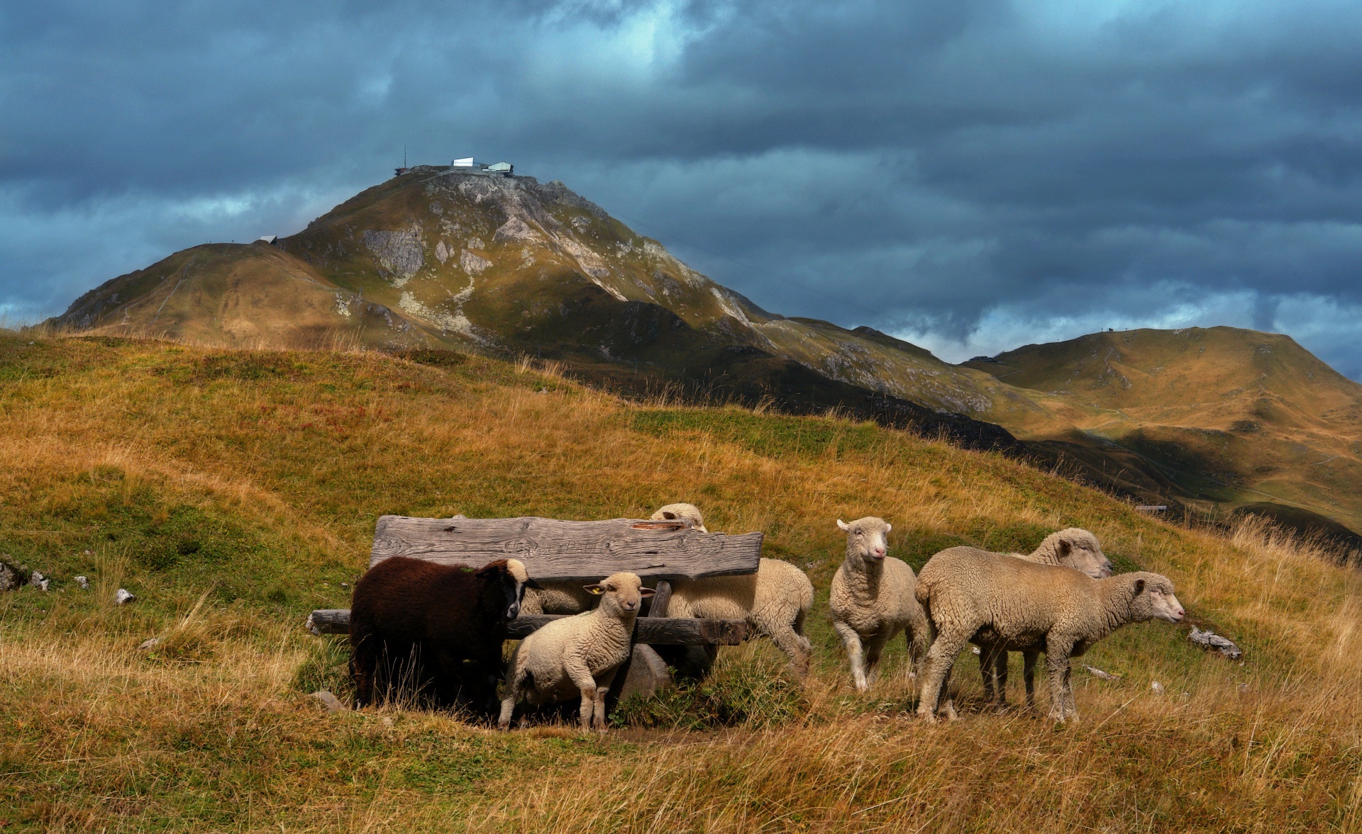 animal, sheep, lamb, pasture