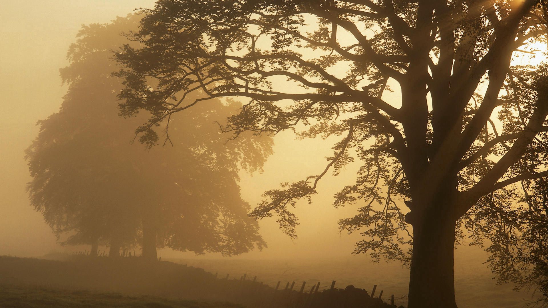 Laden Sie das Natur, Bäume, Nebel, Zaun, Dunst, Haze-Bild kostenlos auf Ihren PC-Desktop herunter