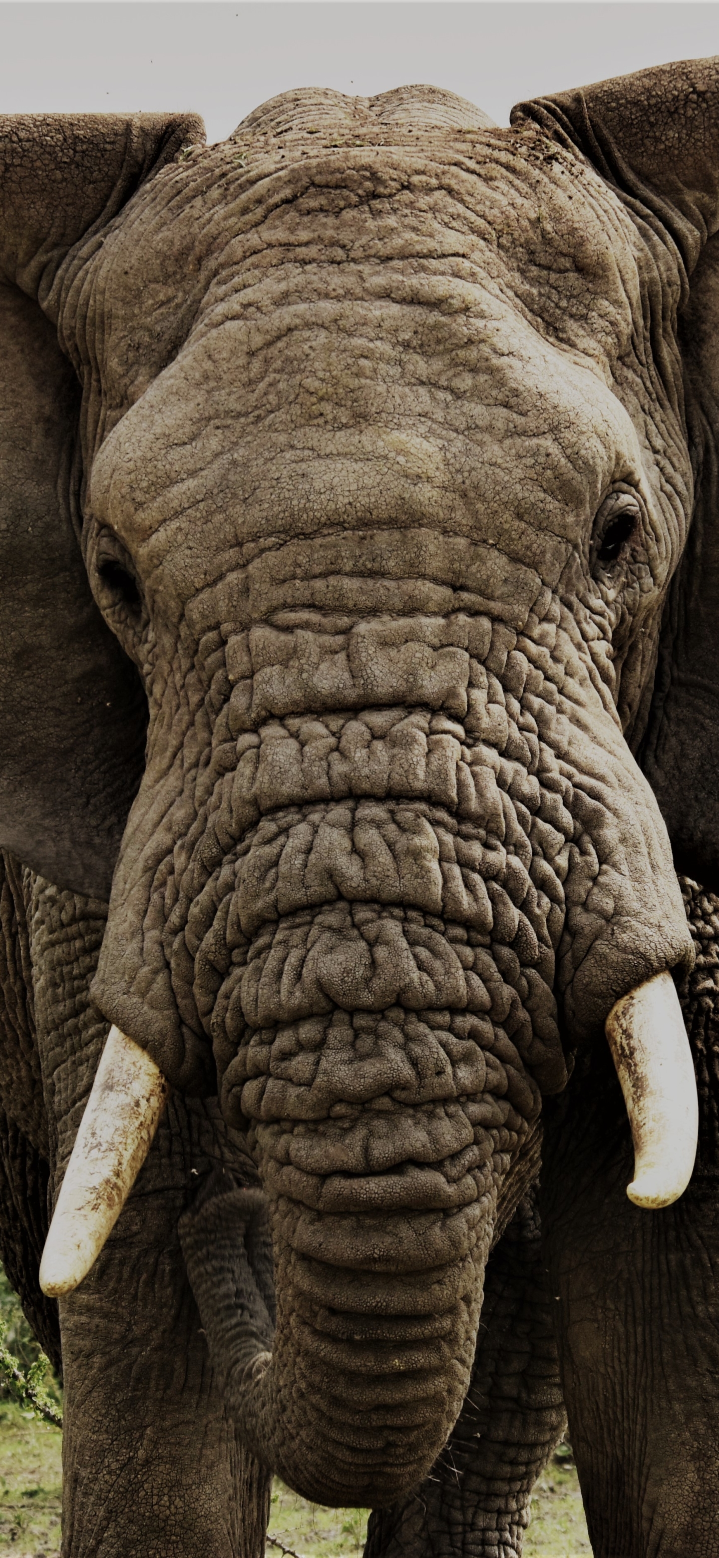 Download mobile wallpaper Elephants, Animal, Africa, African Bush Elephant, Tanzania for free.