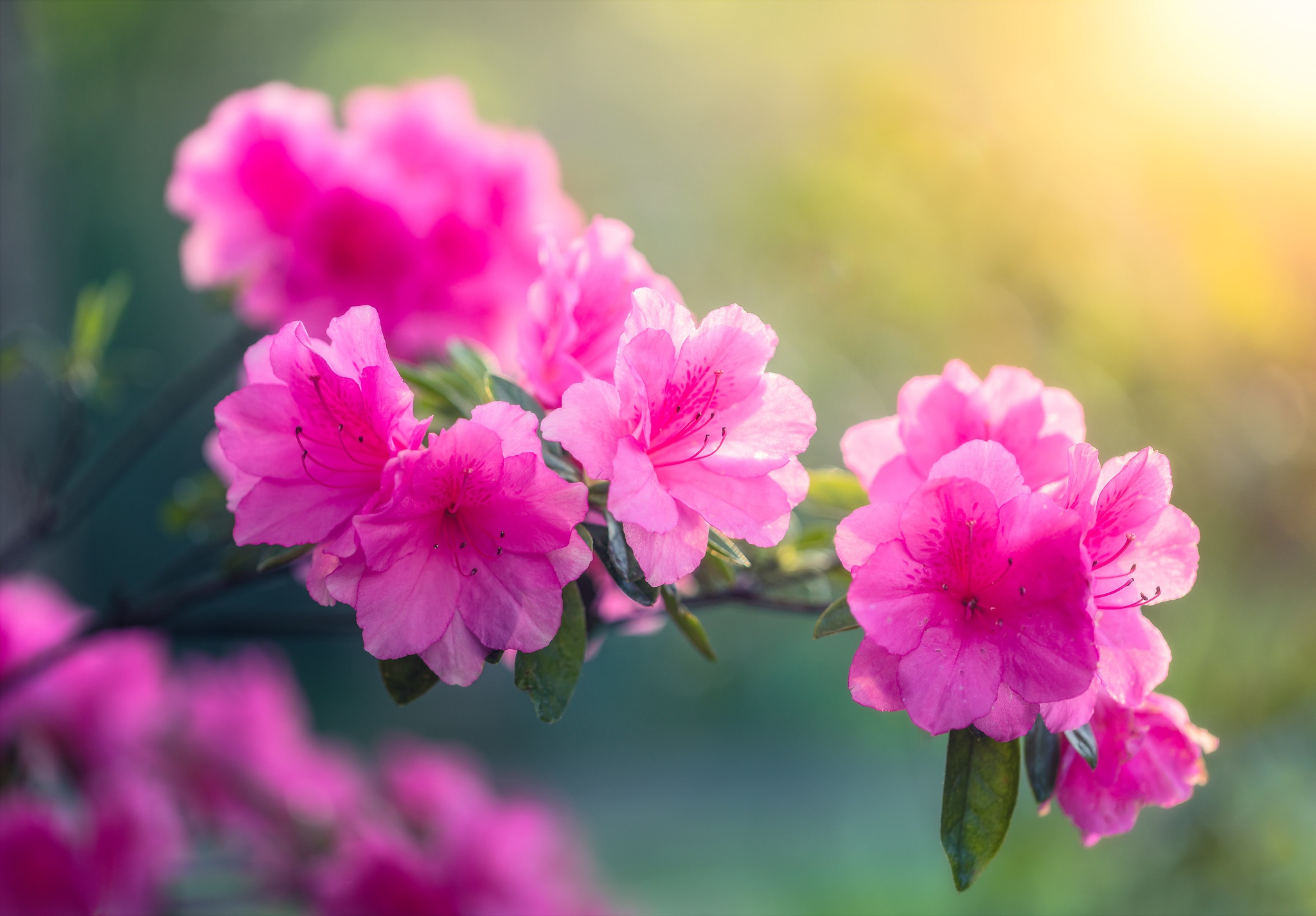 Download mobile wallpaper Flowers, Branch, Earth, Azalea, Pink Flower for free.