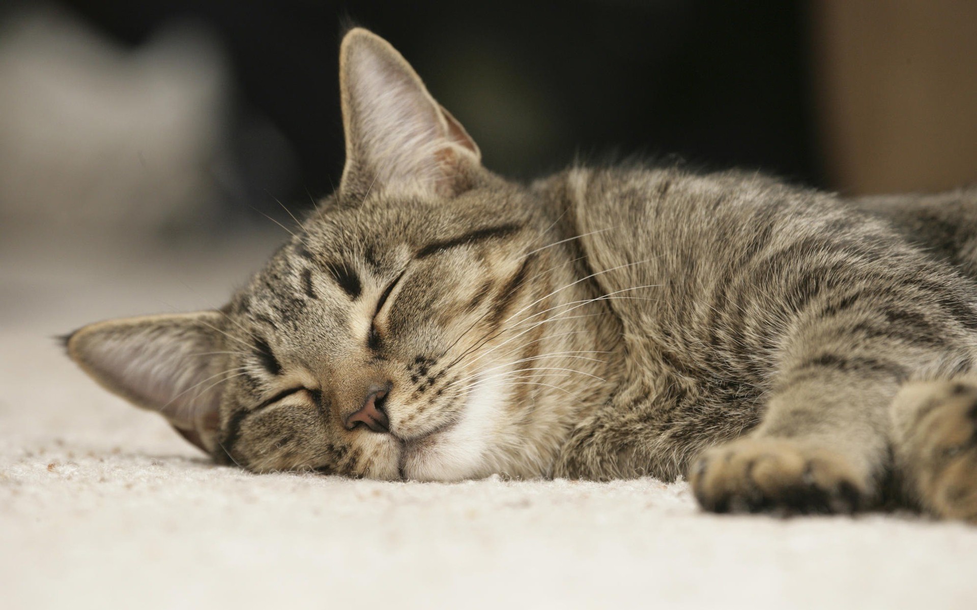 Handy-Wallpaper Schlafen, Katze, Katzen, Tiere kostenlos herunterladen.
