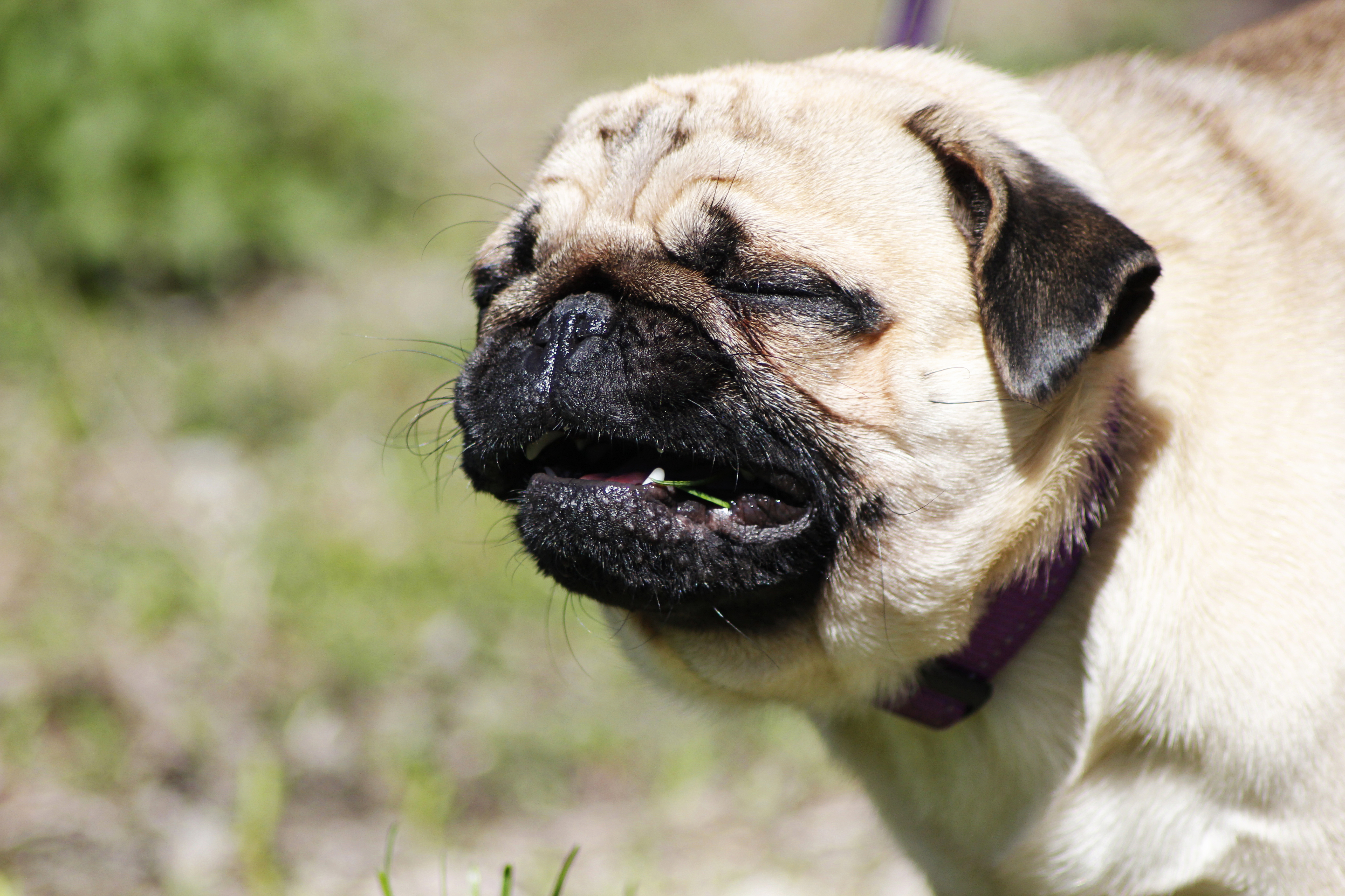 Handy-Wallpaper Hunde, Hund, Tiere kostenlos herunterladen.