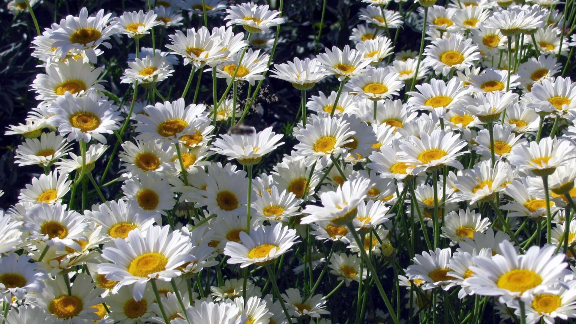 Download mobile wallpaper Flowers, Flower, Earth, Field, Daisy, White Flower for free.