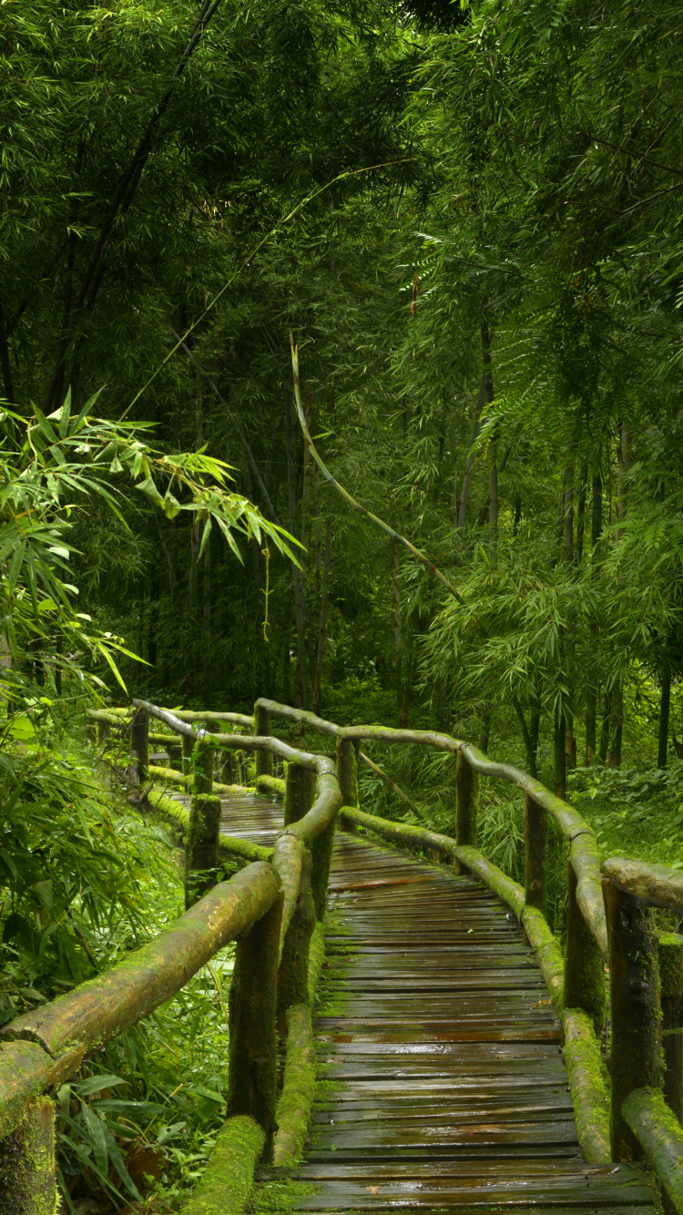 Скачати мобільні шпалери Природа, Ліс, Зелень, Шлях, Бамбук, Набережна, Створено Людиною безкоштовно.