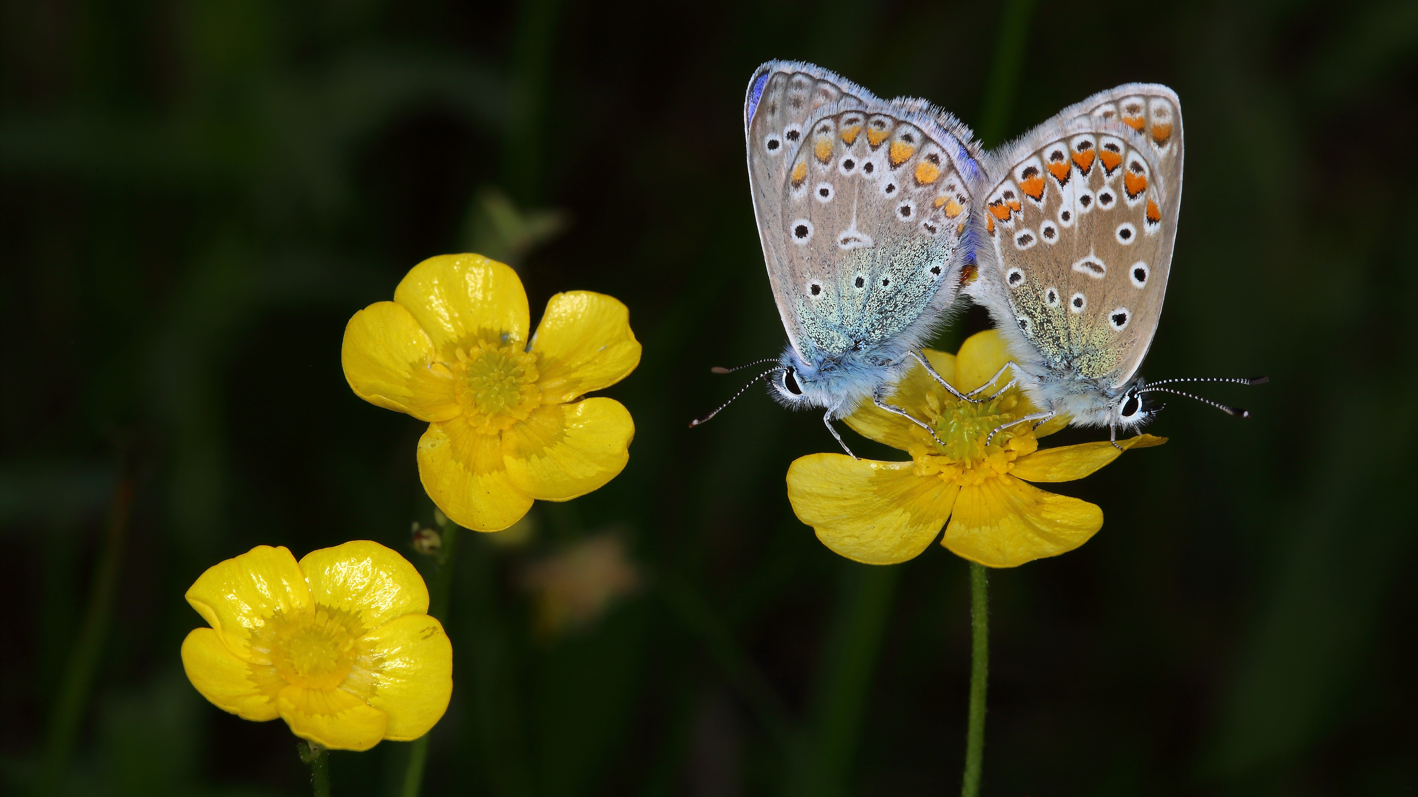 Descarga gratis la imagen Animales, Flor, Insecto, Mariposa, Macrofotografía en el escritorio de tu PC