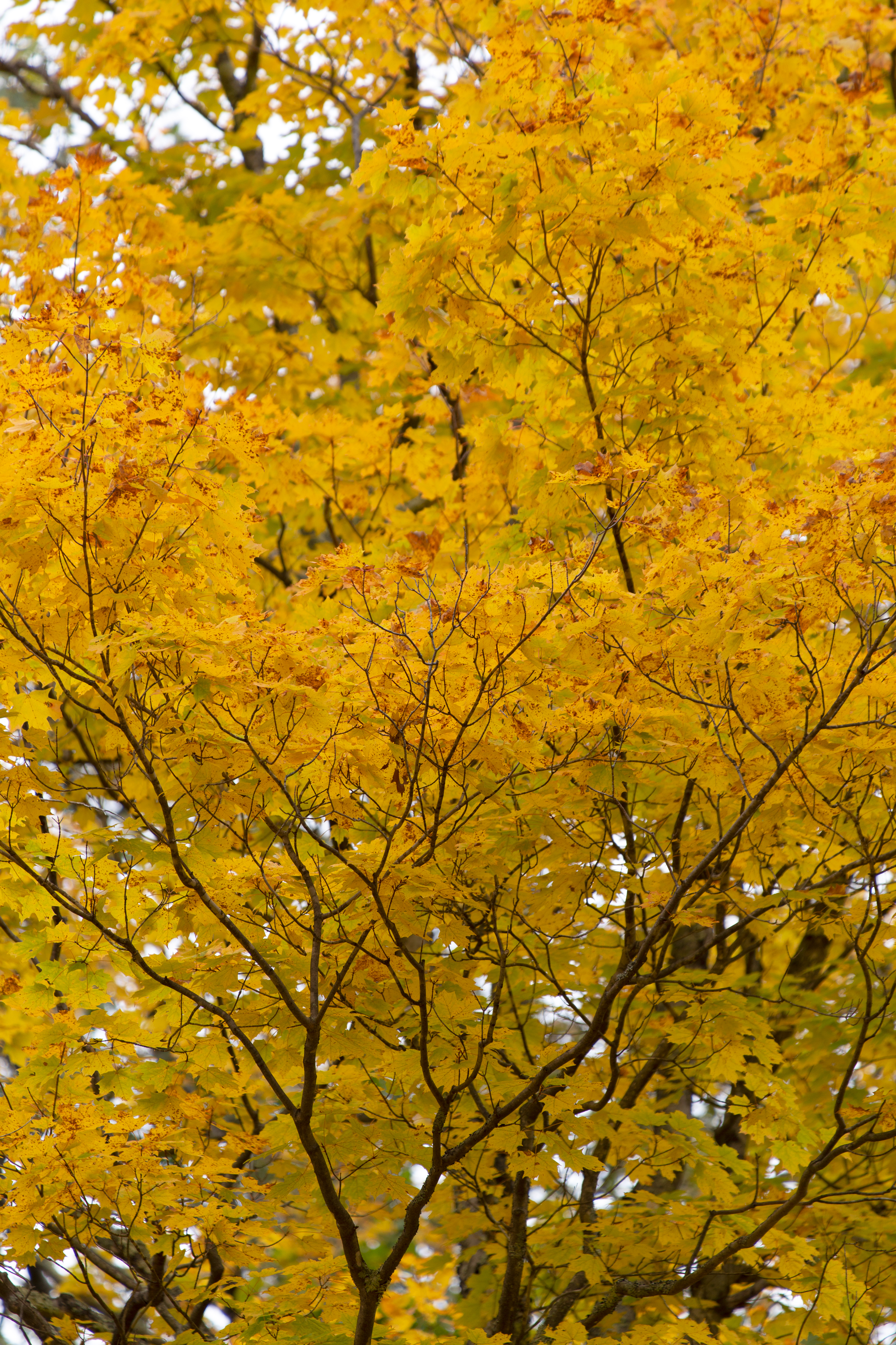 Handy-Wallpaper Baum, Natur, Holz, Blätter, Herbst kostenlos herunterladen.