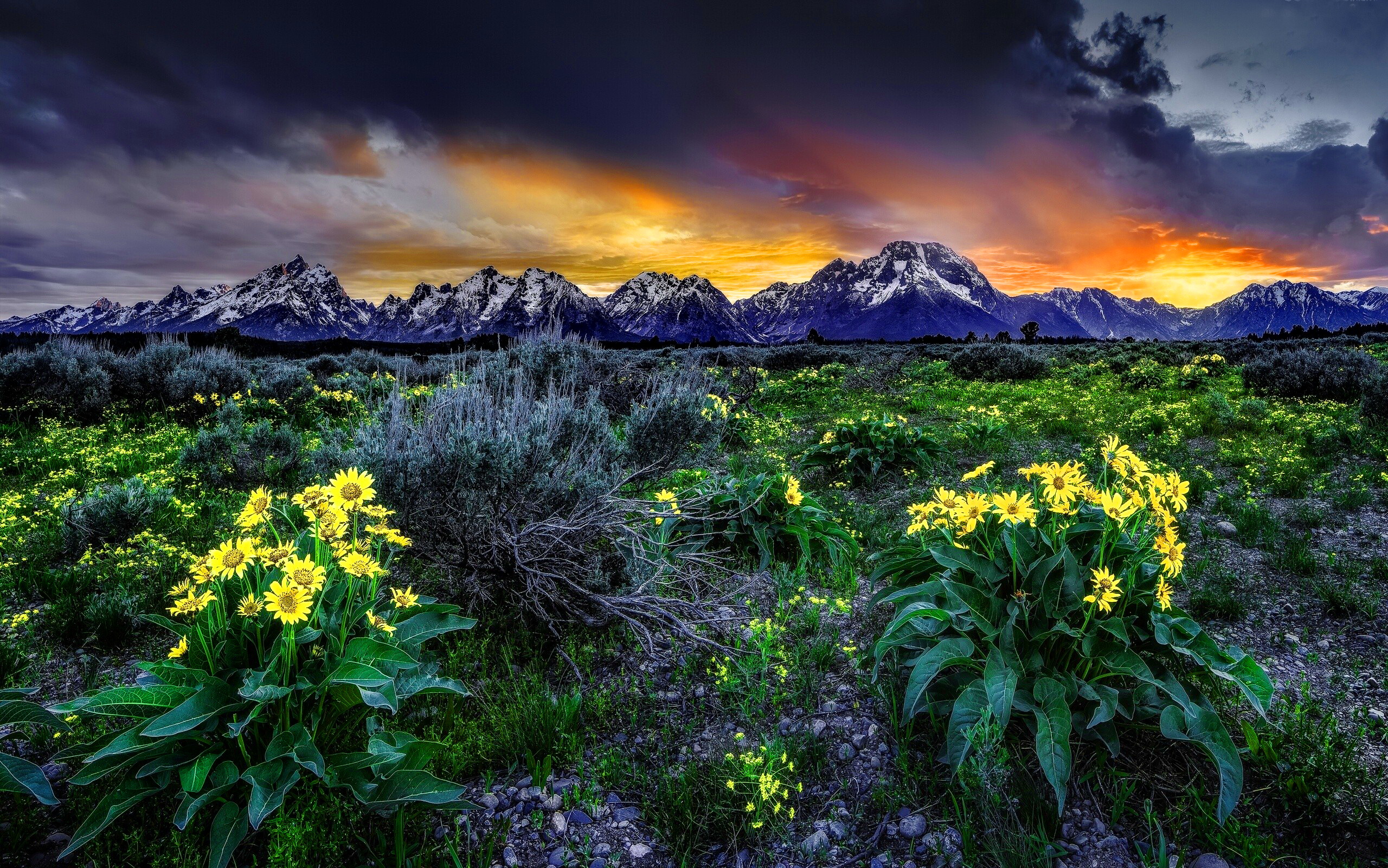 Laden Sie das Landschaft, Blume, Feld, Gebirge, Sonnenuntergang, Erde/natur-Bild kostenlos auf Ihren PC-Desktop herunter