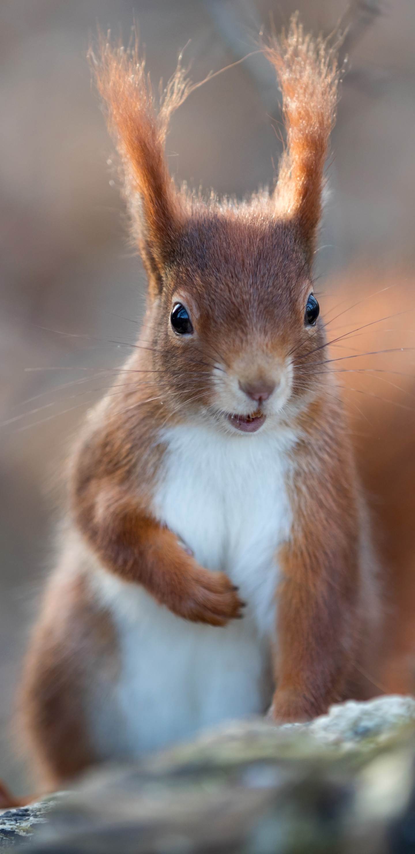 Download mobile wallpaper Squirrel, Animal, Rodent for free.