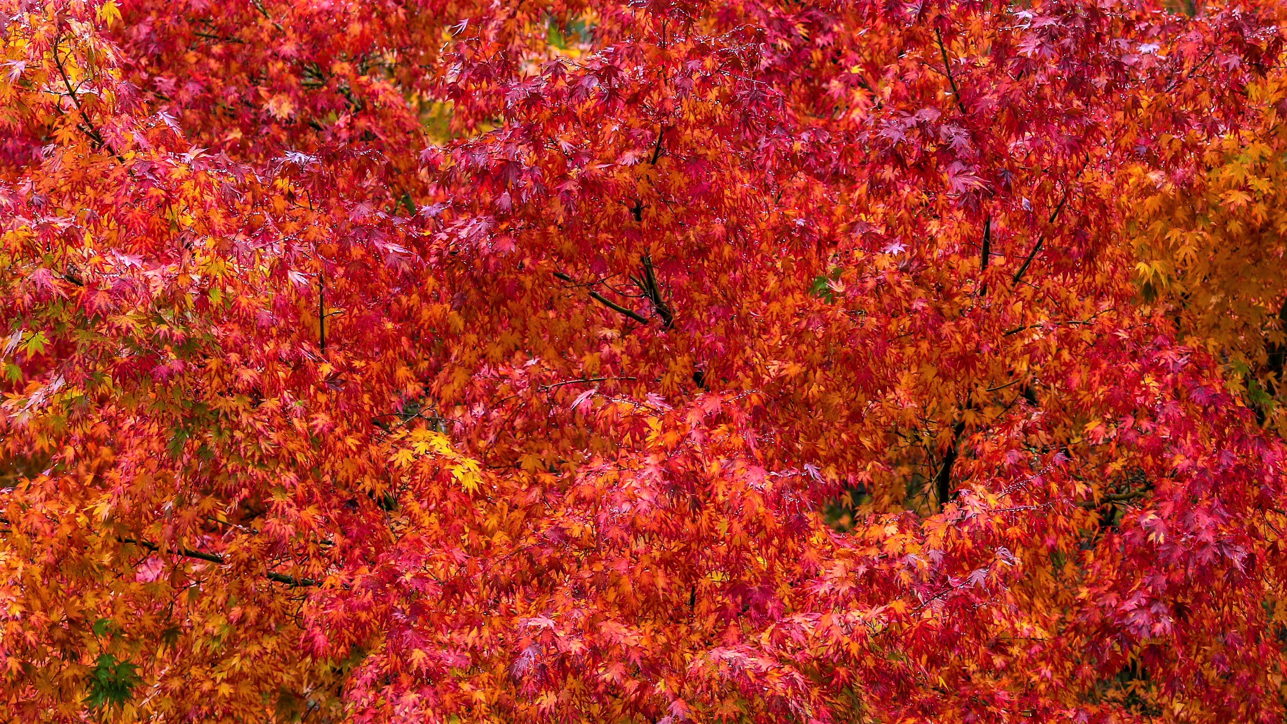 Download mobile wallpaper Trees, Tree, Close Up, Leaf, Earth, Colorful, Orange (Color) for free.
