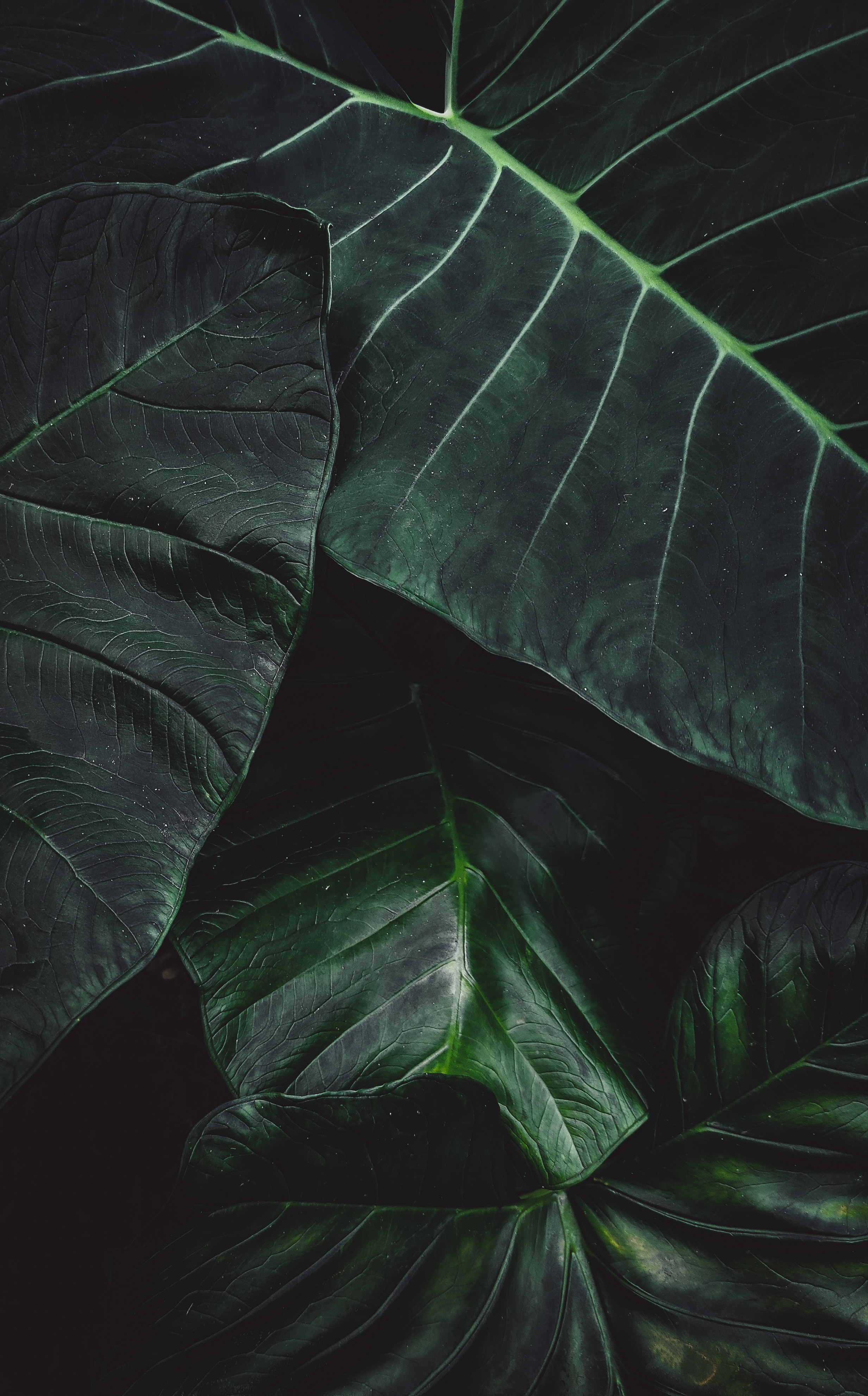 Laden Sie das Pflanze, Makro, Blätter, Oberfläche-Bild kostenlos auf Ihren PC-Desktop herunter
