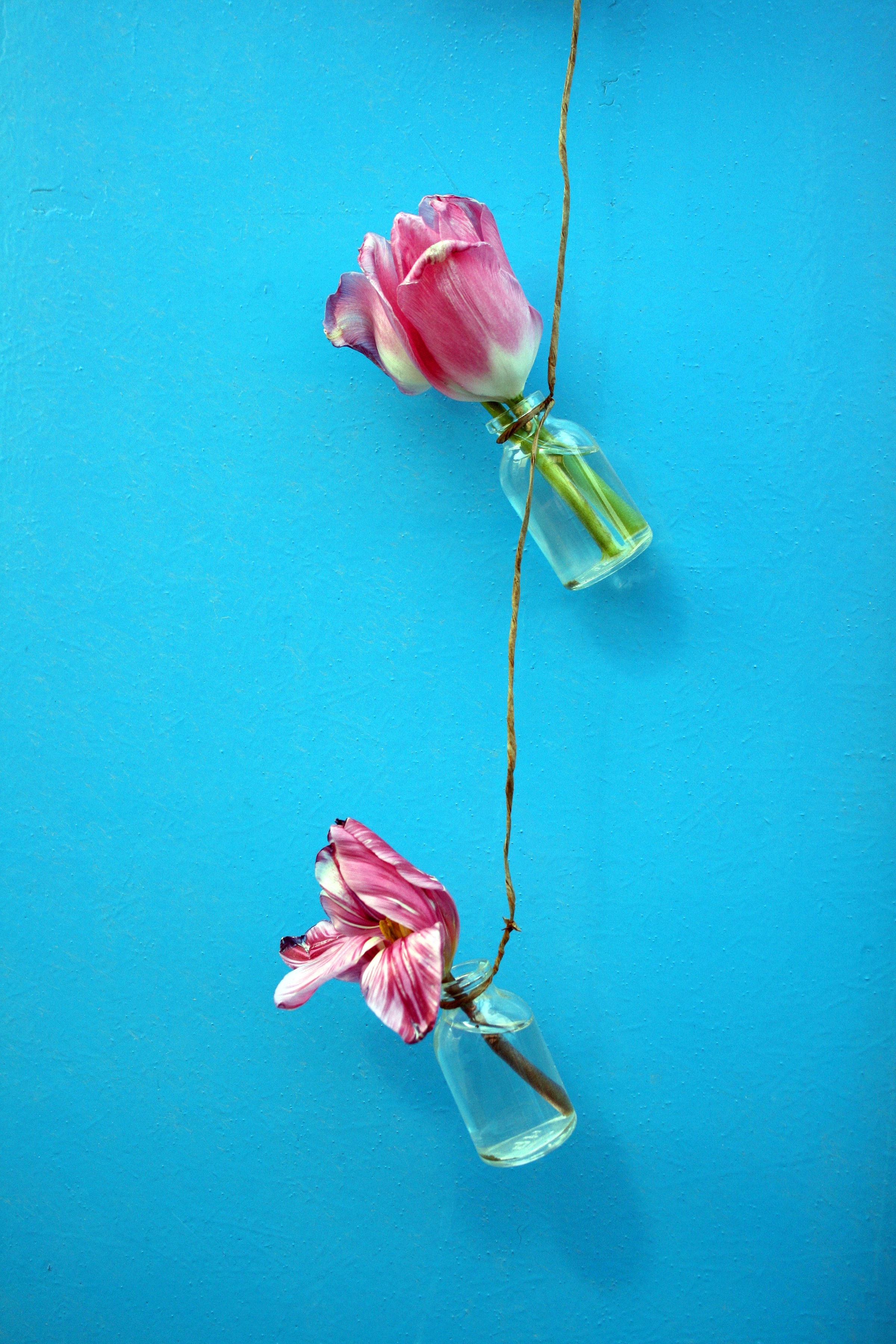 Free download wallpaper Flowers, Rope, Tulips, Wall on your PC desktop