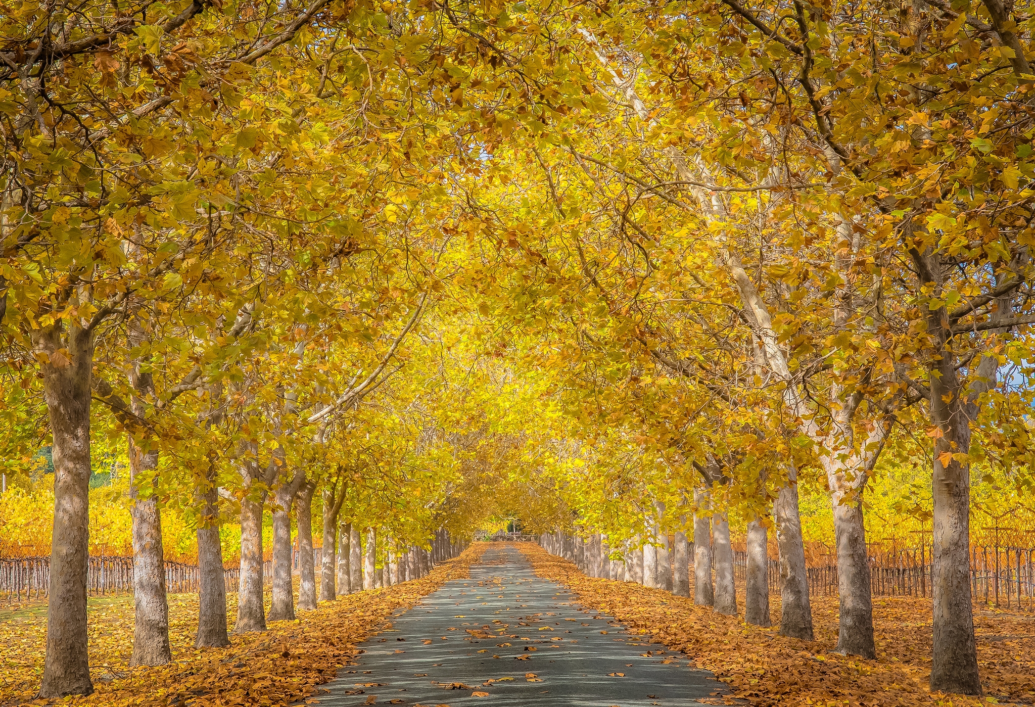 Free download wallpaper Fall, Photography, Tree Lined on your PC desktop