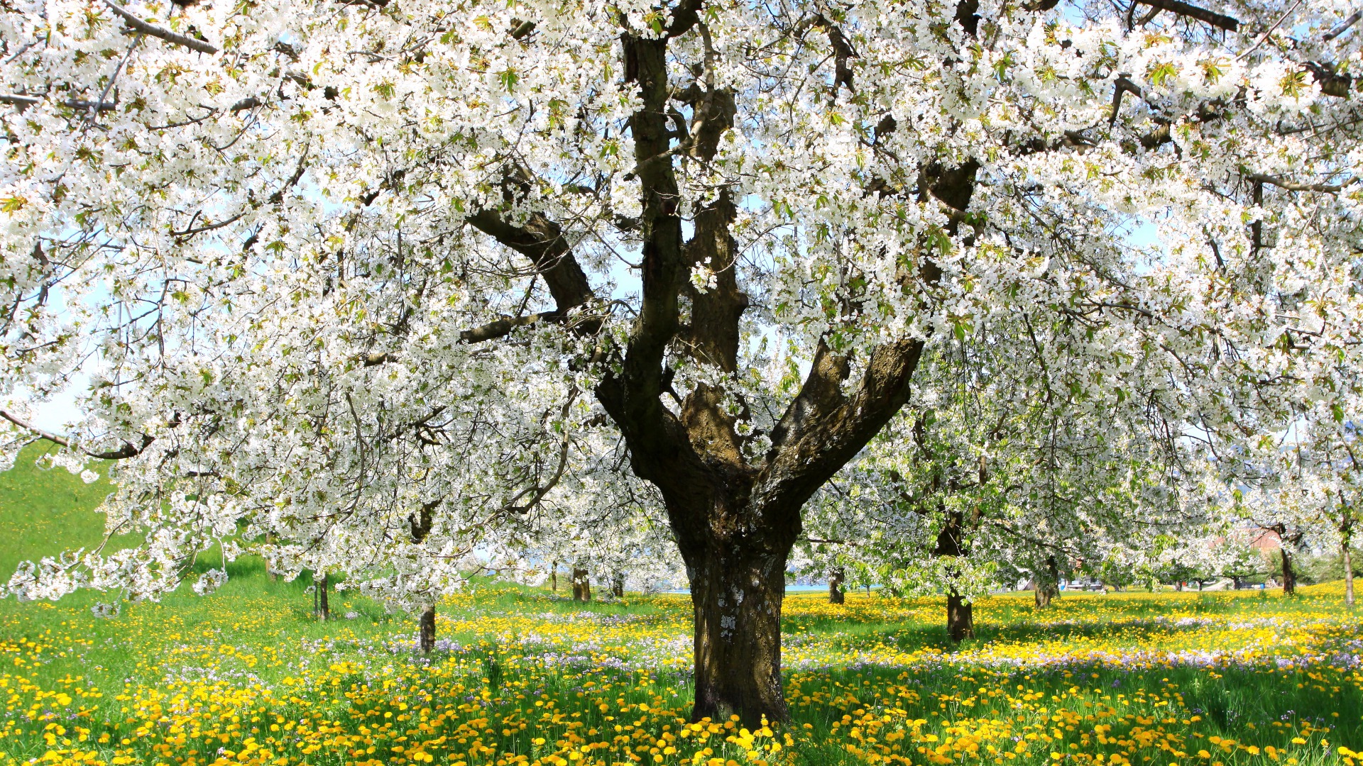 Скачать обои бесплатно Цветок, Дерево, Поле, Весна, Желтый Цветок, Цветущие, Белый Цветок, Земля/природа картинка на рабочий стол ПК