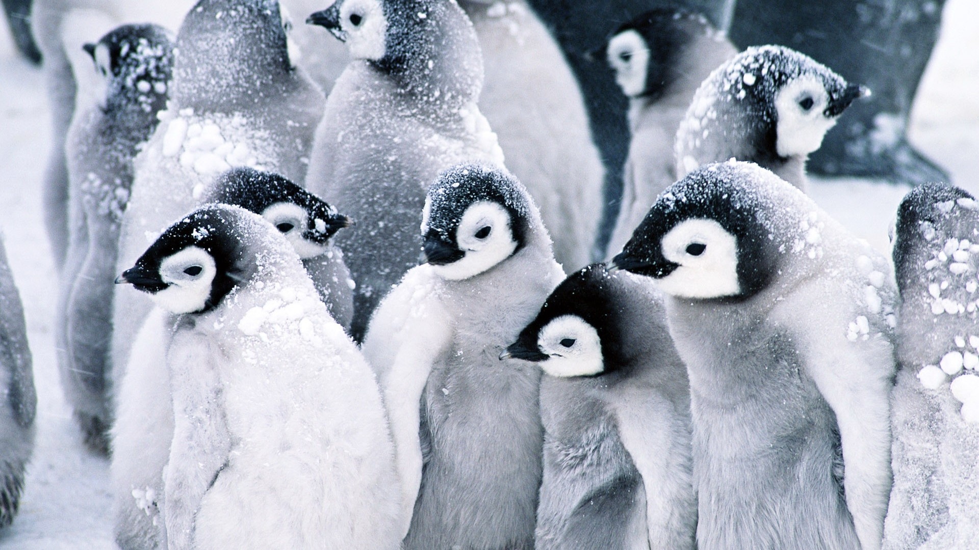 163385 Bild herunterladen tiere, pinguin, vogel, vögel - Hintergrundbilder und Bildschirmschoner kostenlos