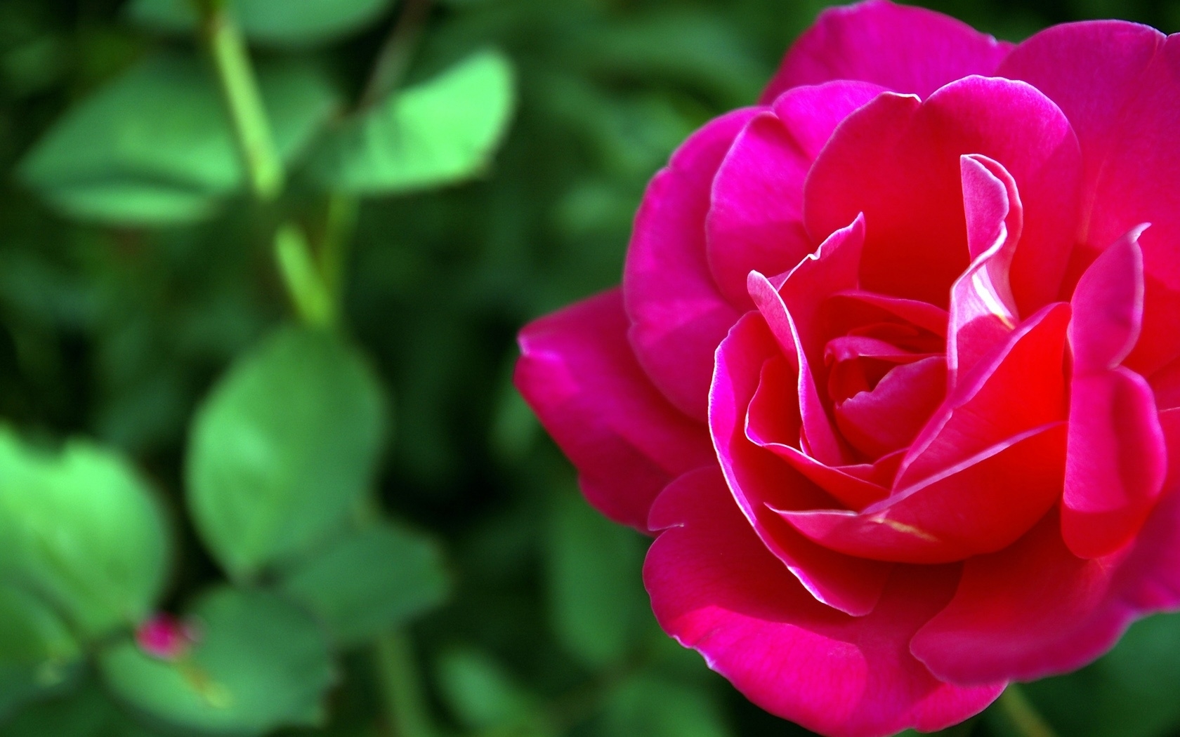 plants, flowers, roses, red FHD, 4K, UHD
