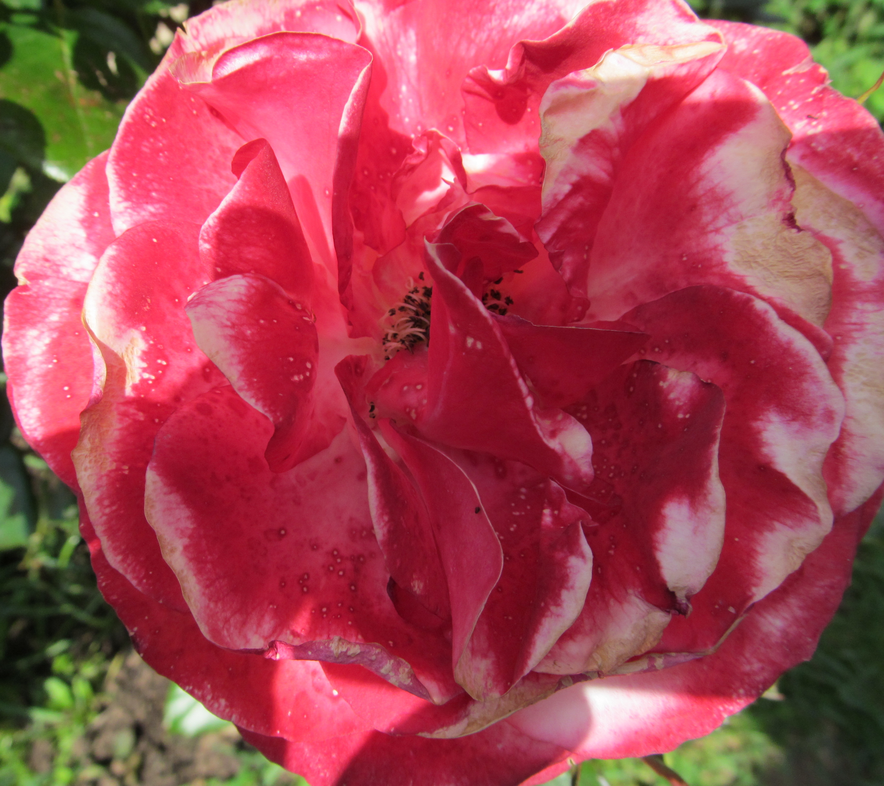 Descarga gratuita de fondo de pantalla para móvil de Flores, Rosa, Flor, Tierra/naturaleza.