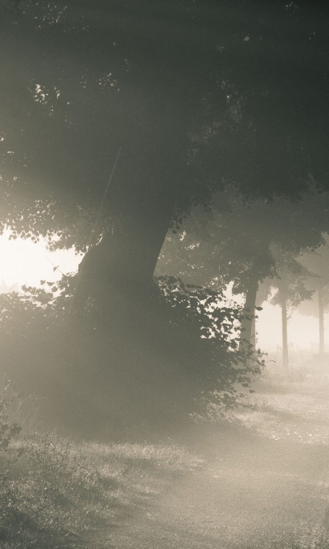 Descarga gratuita de fondo de pantalla para móvil de Niebla, Tierra/naturaleza.