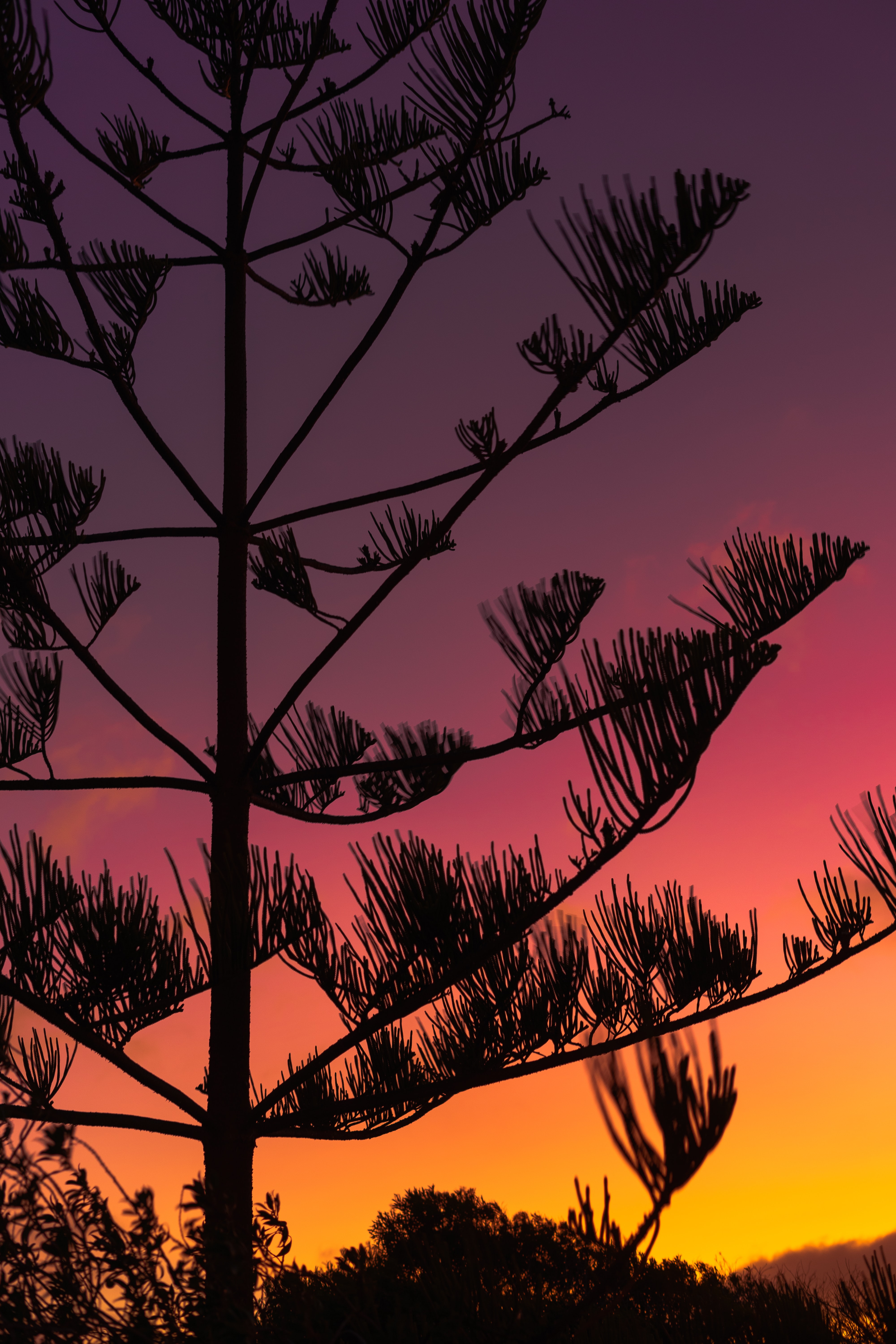 Free download wallpaper Twilight, Wood, Tree, Branches, Dusk, Sunset, Silhouette, Dark on your PC desktop
