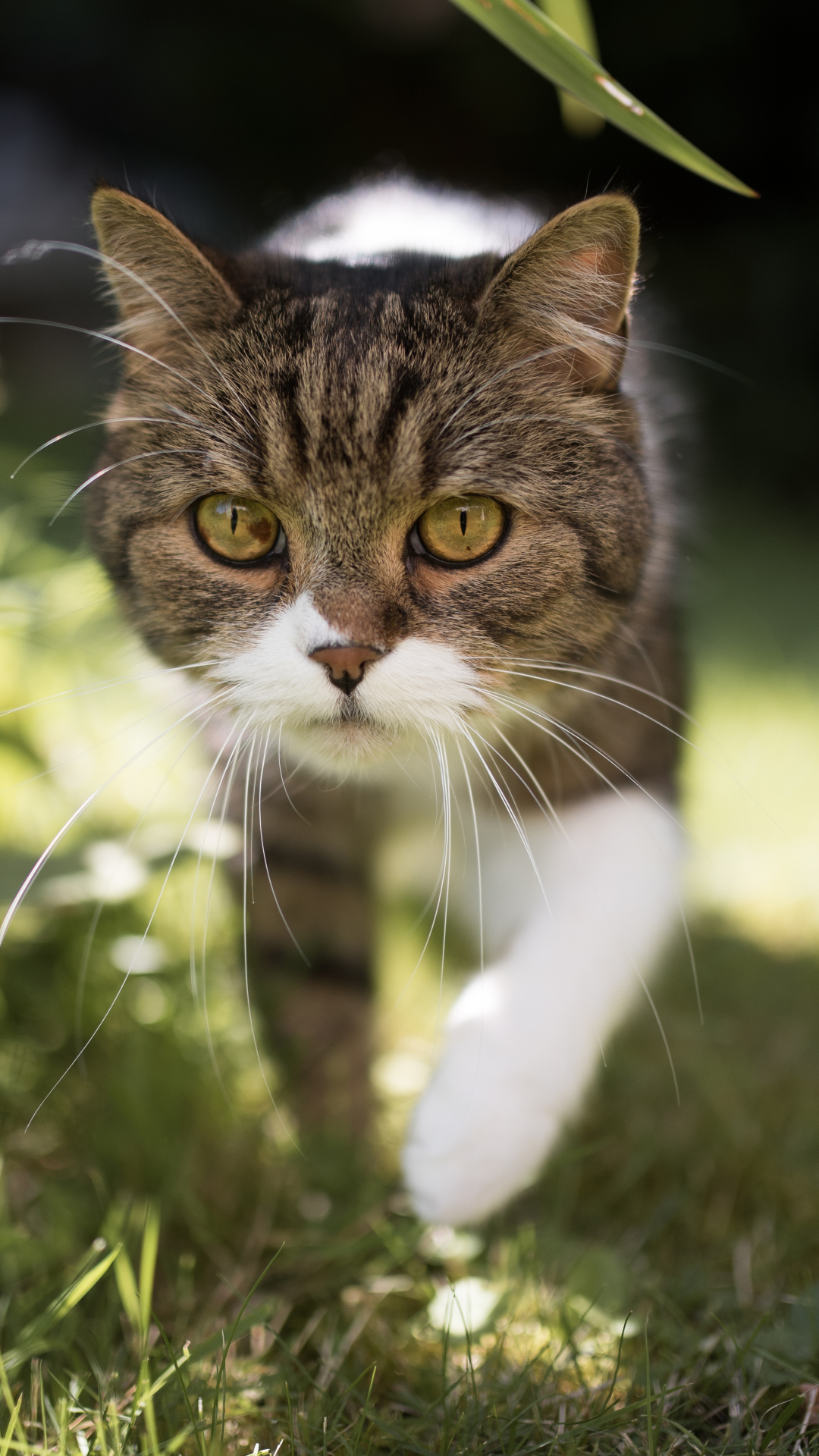 1133911 Protetores de tela e papéis de parede Gatos em seu telefone. Baixe  fotos gratuitamente