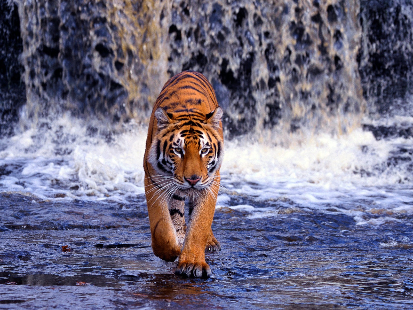 Laden Sie das Tiere, Tiger-Bild kostenlos auf Ihren PC-Desktop herunter