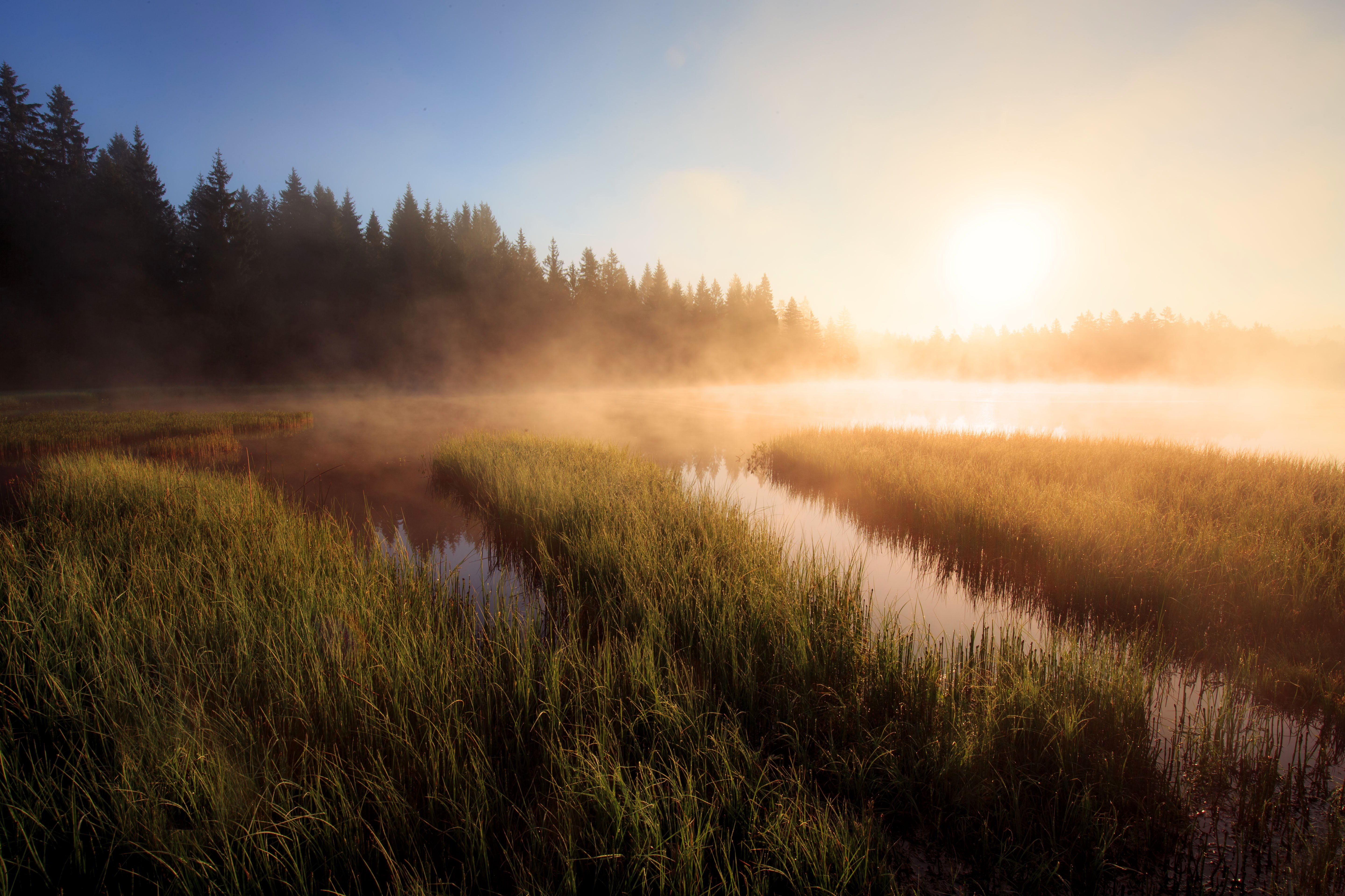 Free download wallpaper Dawn, Lake, Forest, Fog, Earth, Morning, Fir Tree on your PC desktop