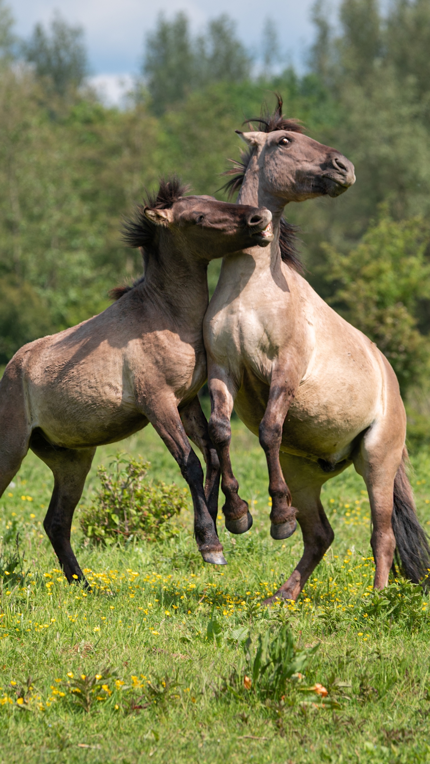 Descarga gratuita de fondo de pantalla para móvil de Animales, Caballo.