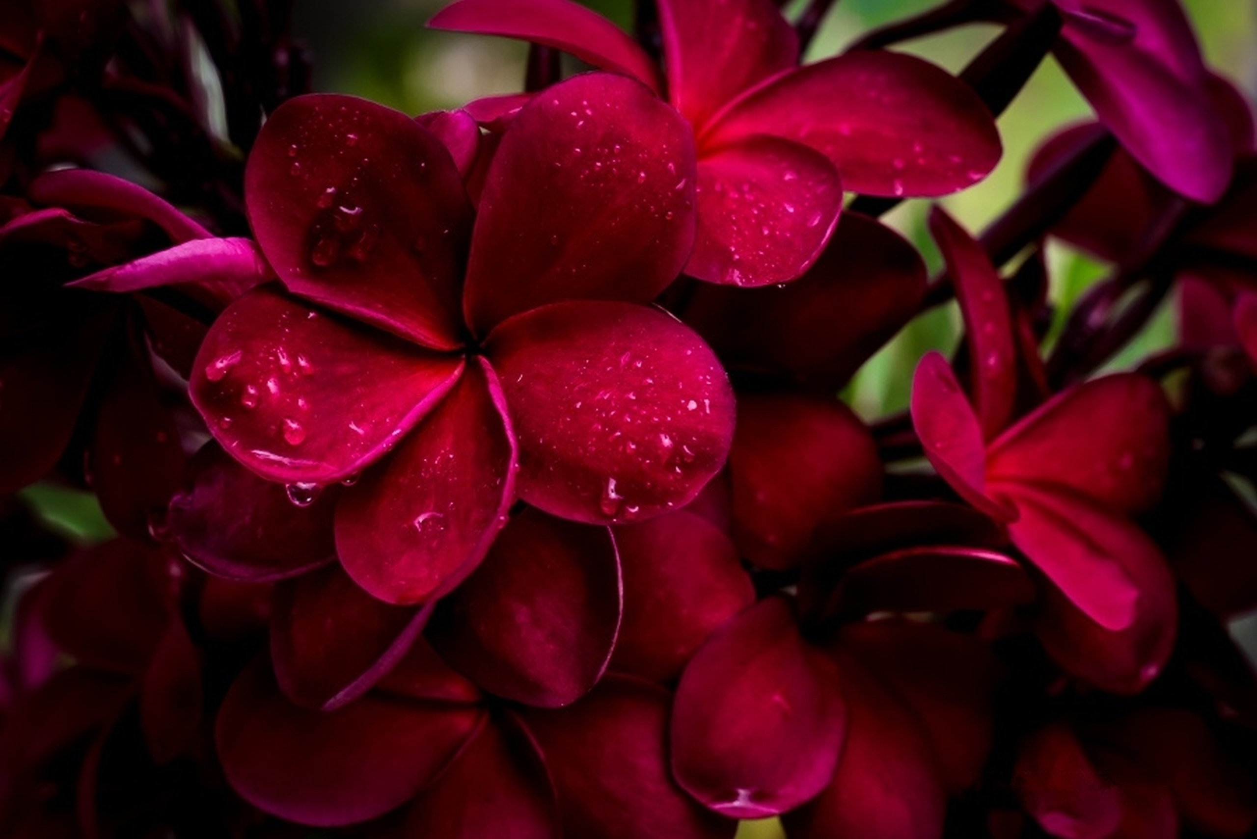 Téléchargez gratuitement l'image Fleurs, Plumeria, Frangipanier, Fleur Rouge, Terre/nature sur le bureau de votre PC
