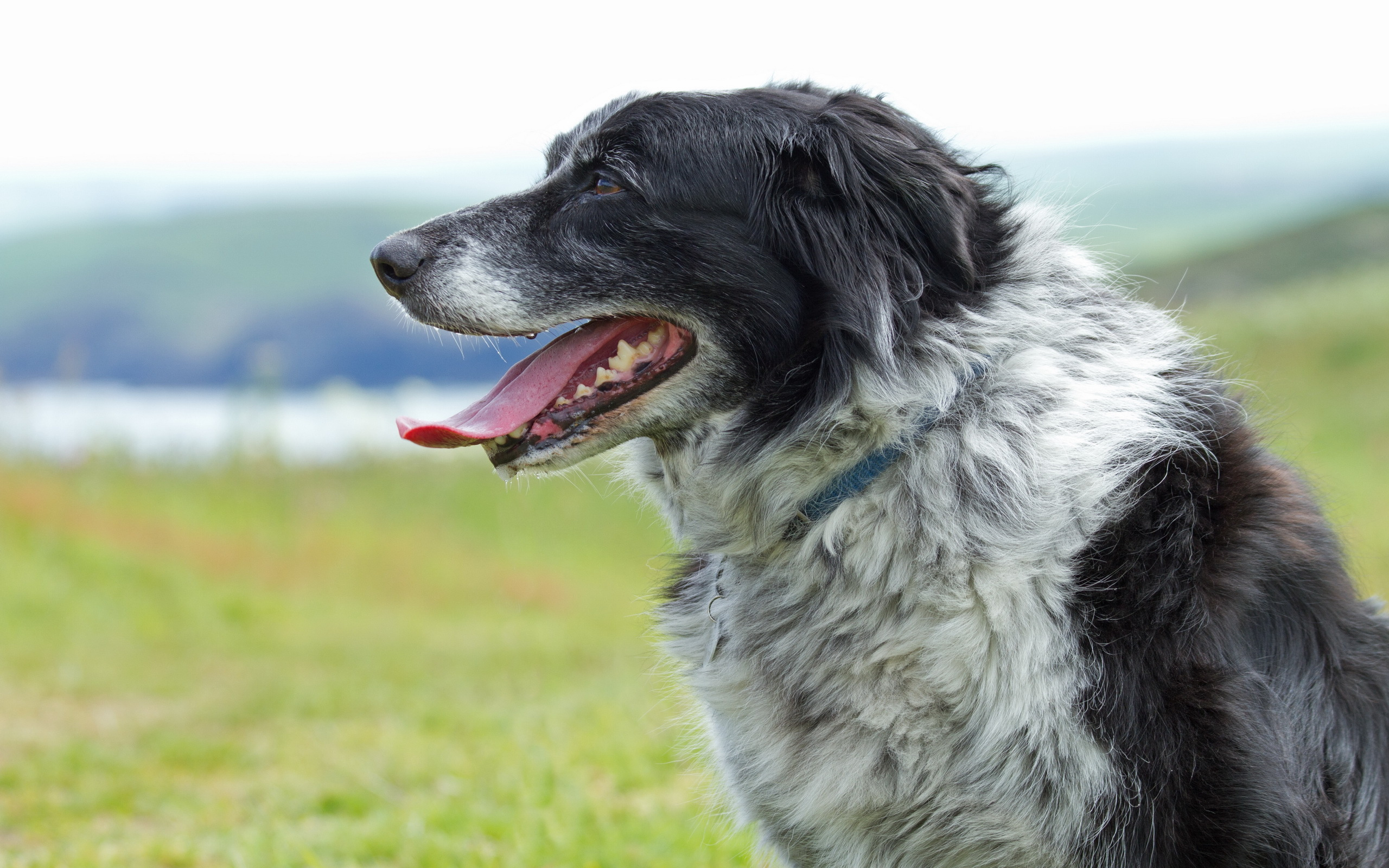 Handy-Wallpaper Tiere, Hunde, Hund kostenlos herunterladen.