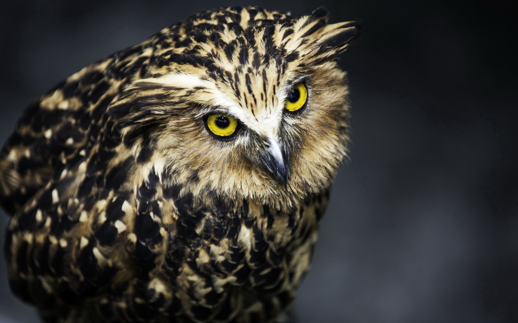 Download mobile wallpaper Animals, Predator, Aggression, Bird, Feather, Owl for free.