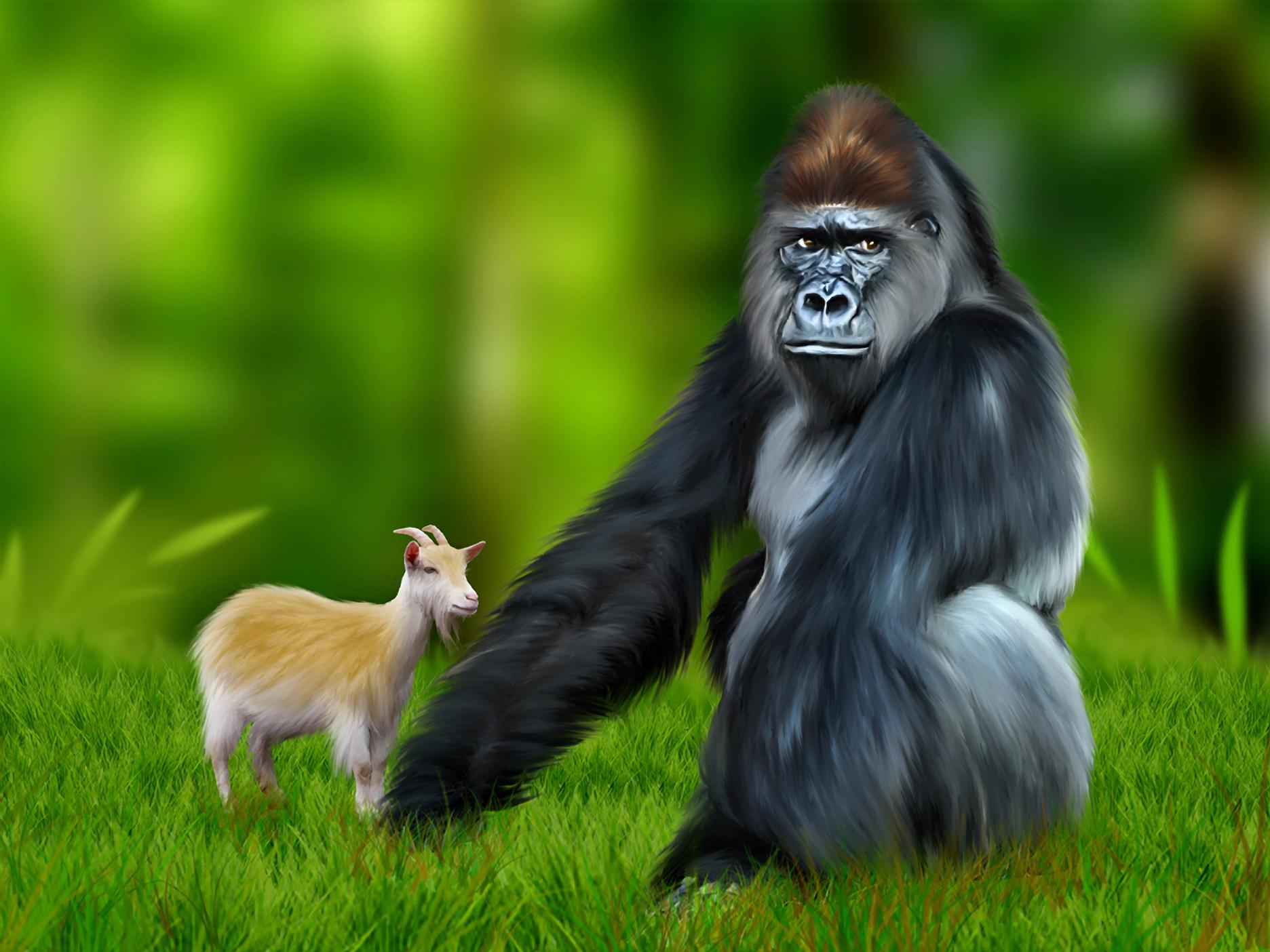 Laden Sie das Tiere, Gorilla, Ziege, Affen-Bild kostenlos auf Ihren PC-Desktop herunter