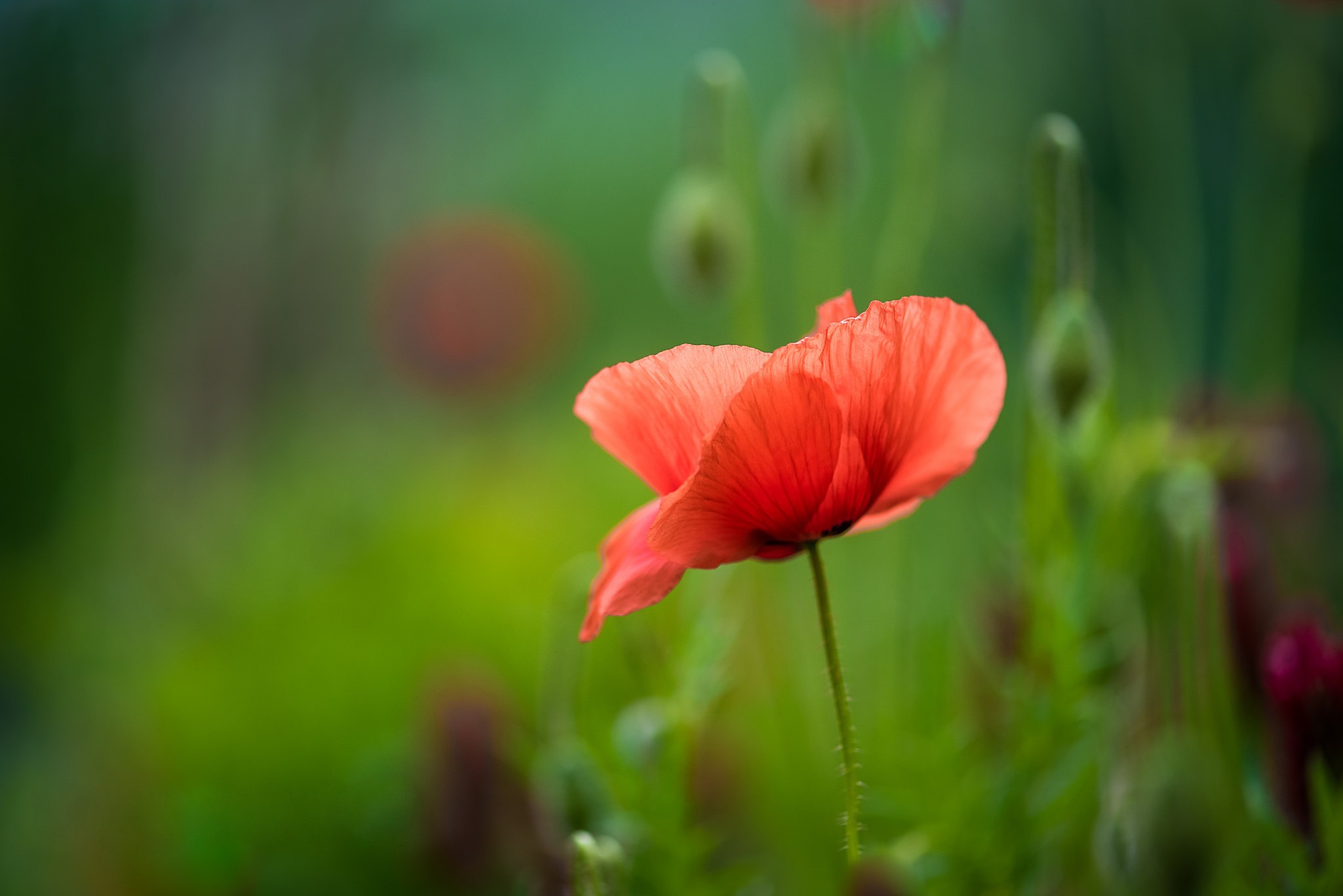 Download mobile wallpaper Nature, Flowers, Flower, Earth, Poppy, Red Flower for free.