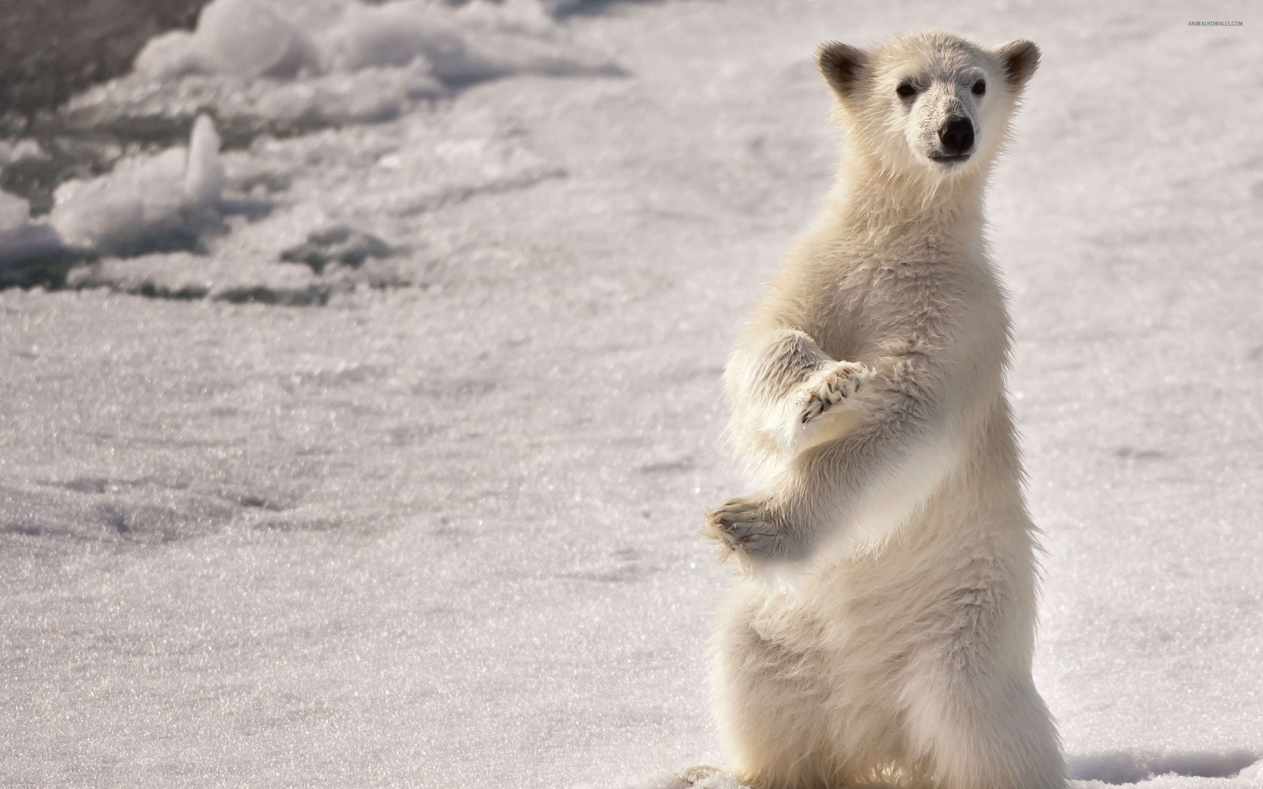 Handy-Wallpaper Bären, Eisbär, Bär, Tiere kostenlos herunterladen.