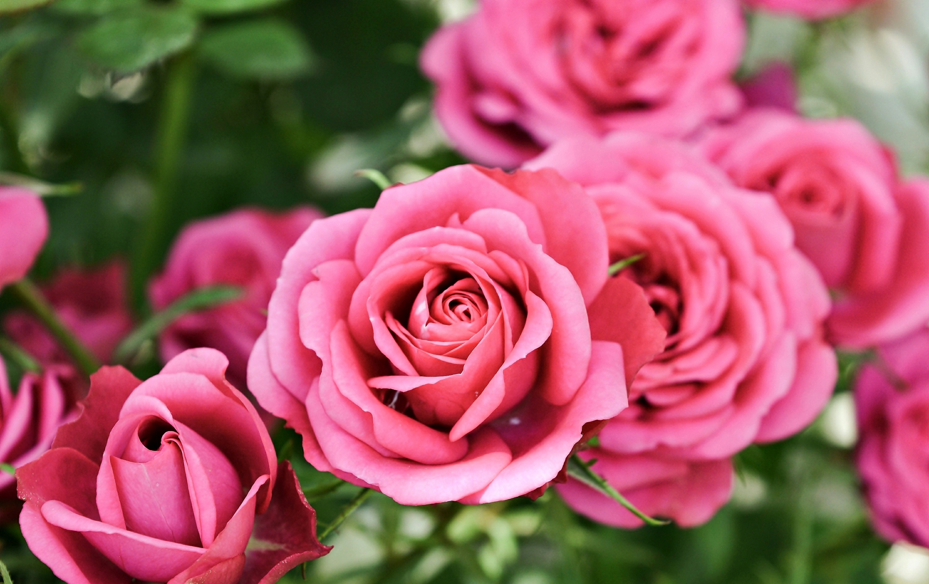 Free download wallpaper Nature, Flowers, Flower, Rose, Earth, Pink Flower on your PC desktop