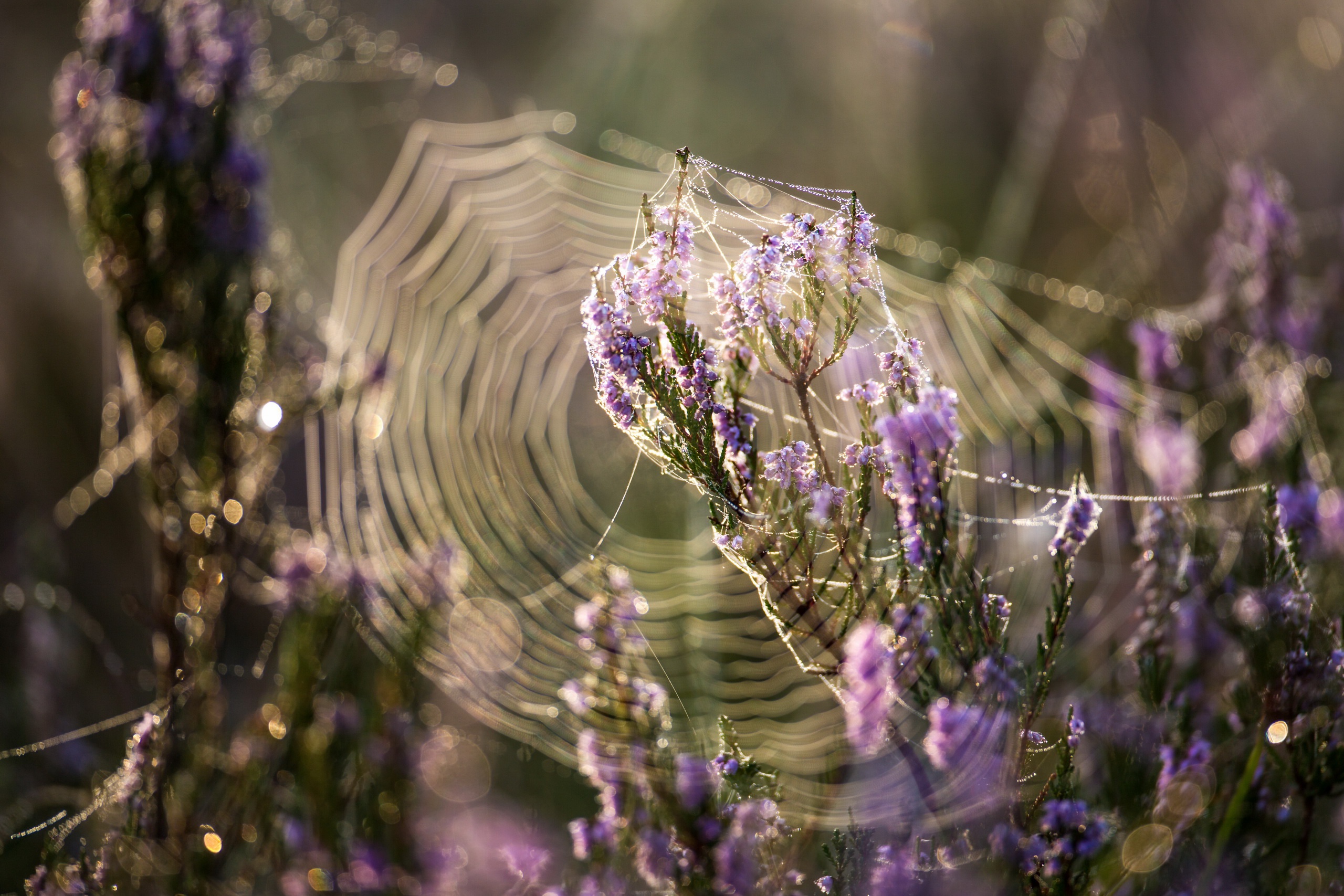 無料モバイル壁紙大きい, クモの巣, 写真撮影, 紫色の花をダウンロードします。