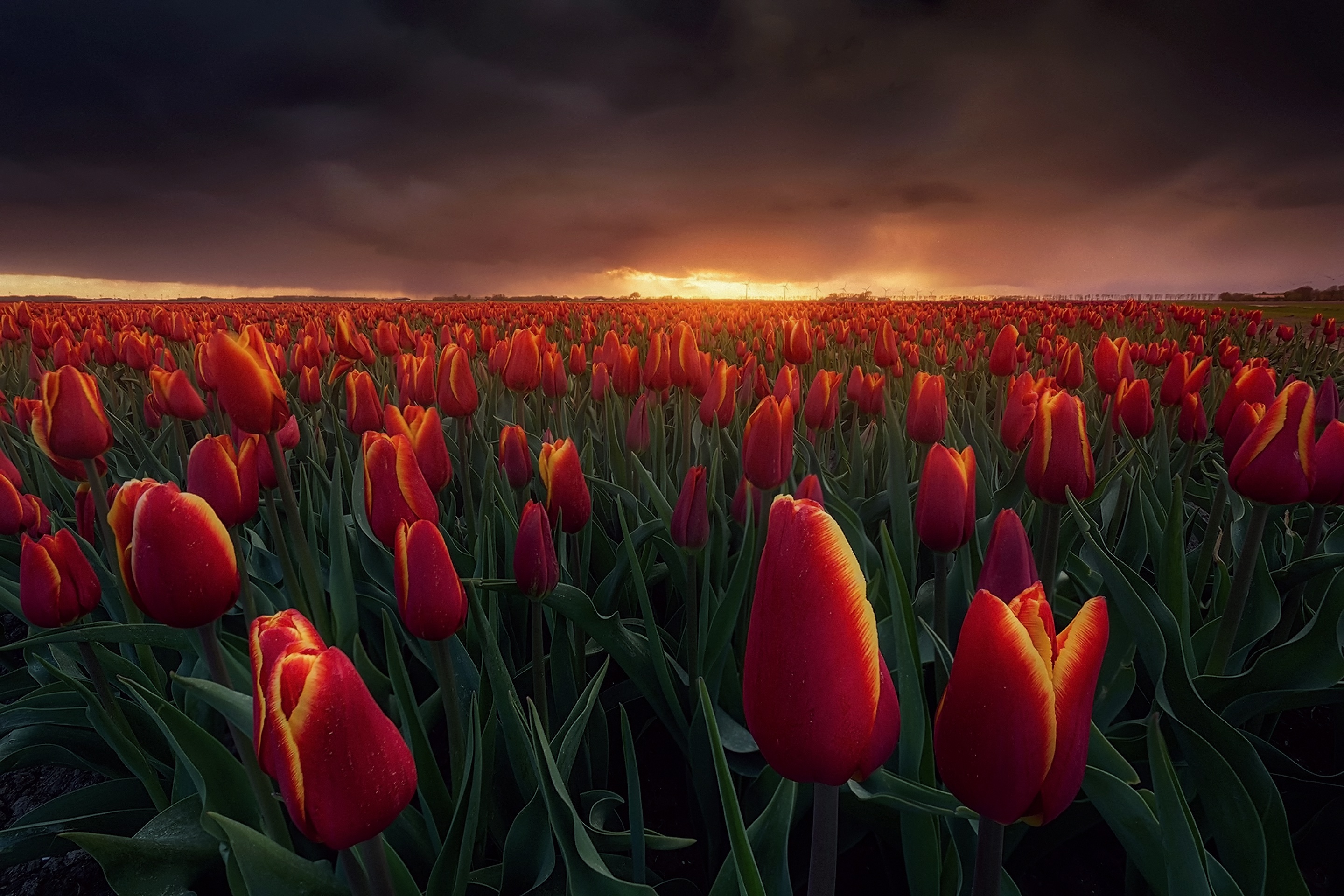 Download mobile wallpaper Nature, Flowers, Summer, Flower, Earth, Field, Cloud, Tulip, Red Flower for free.