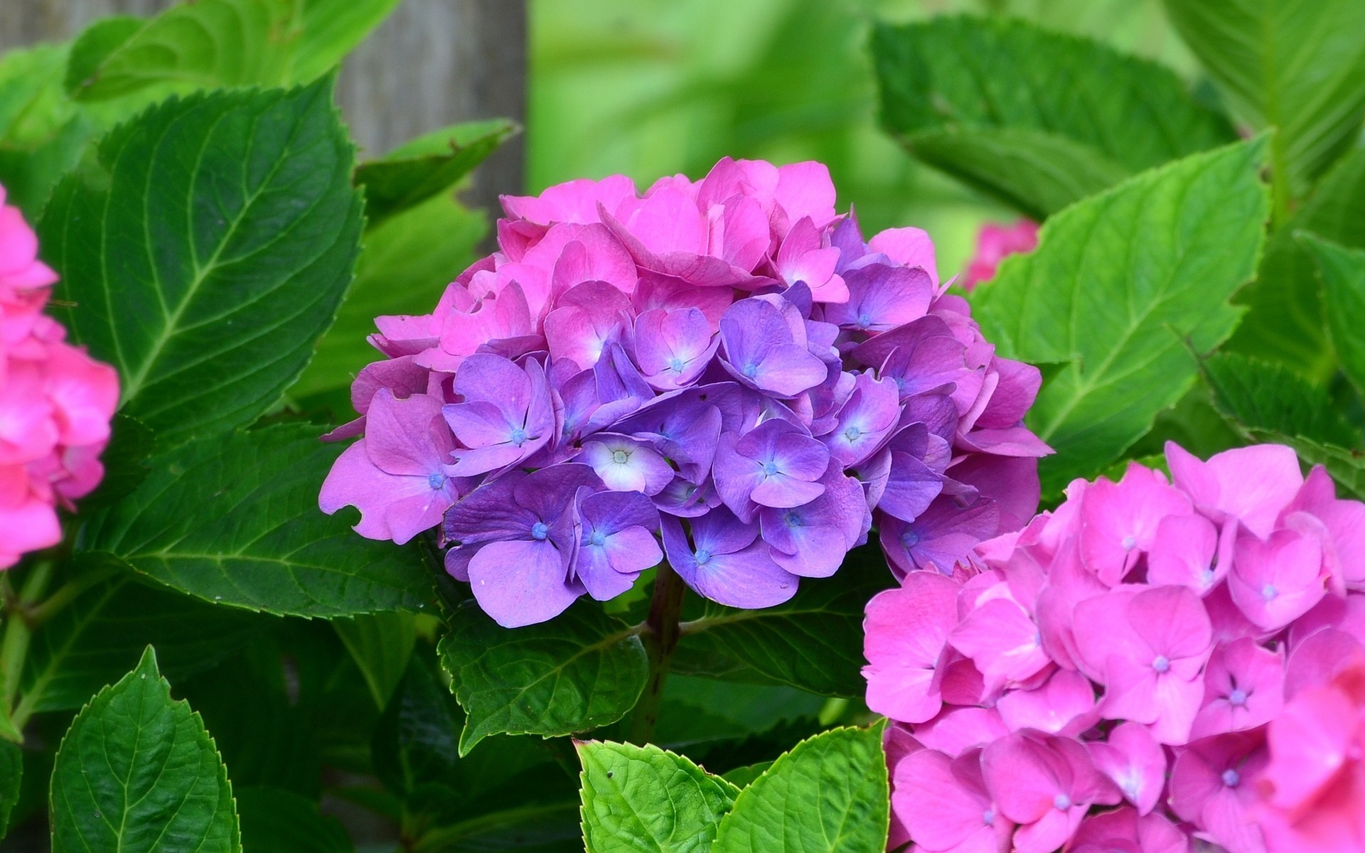 Free download wallpaper Flowers, Flower, Leaf, Earth, Hydrangea, Purple Flower, Pink Flower on your PC desktop
