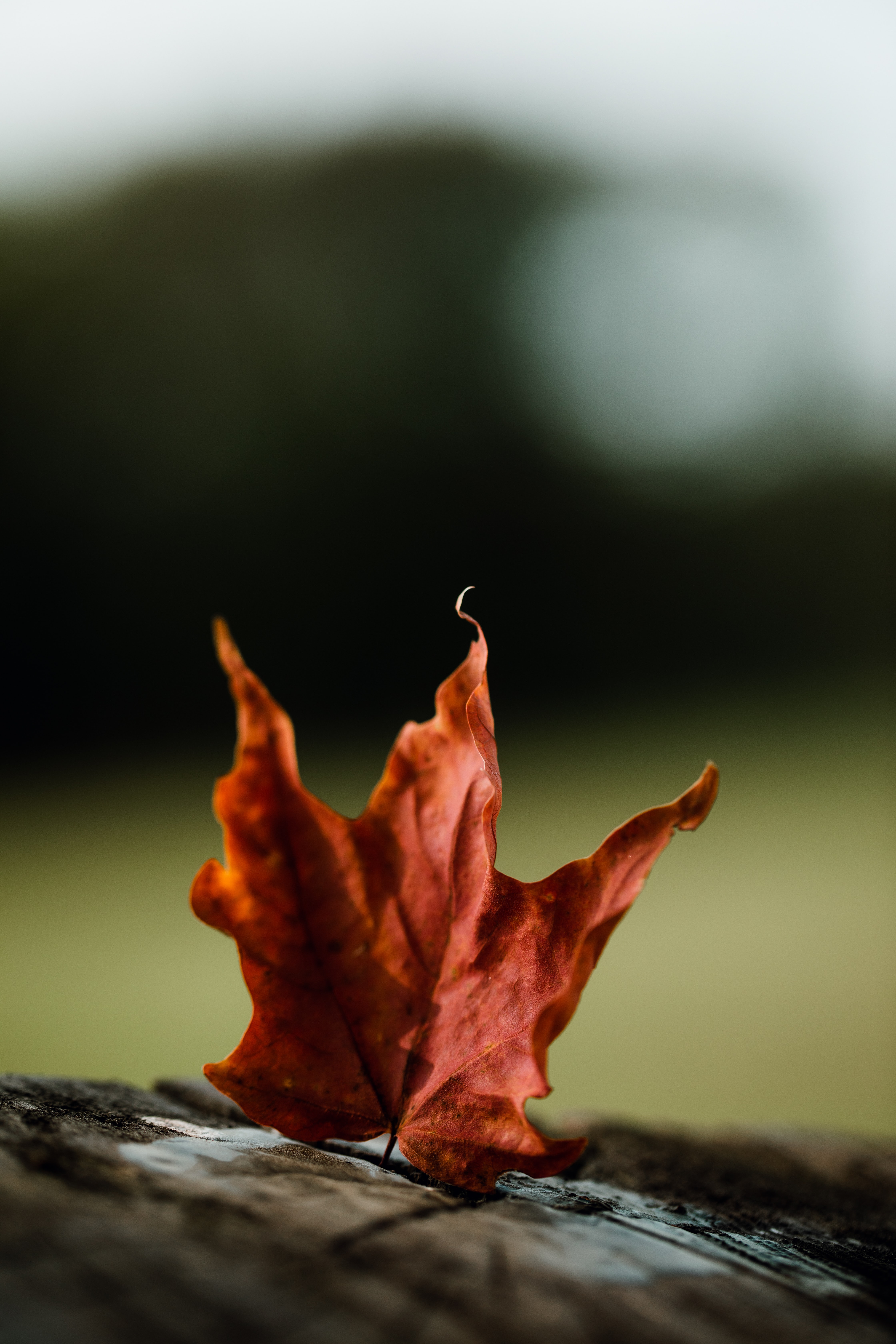 Free download wallpaper Autumn, Leaves, Macro, Maple on your PC desktop