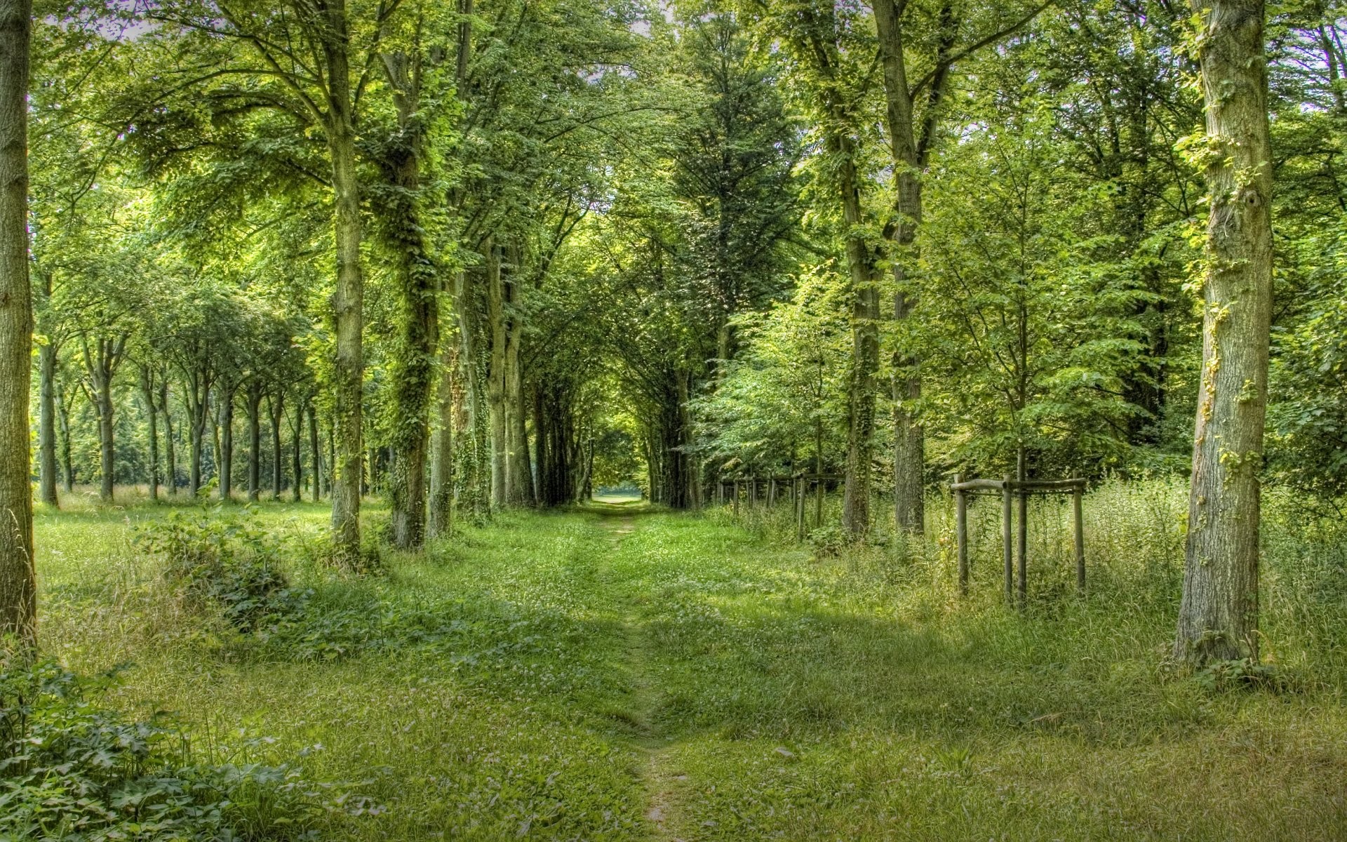 Descarga gratis la imagen Bosque, Árbol, Tierra/naturaleza en el escritorio de tu PC