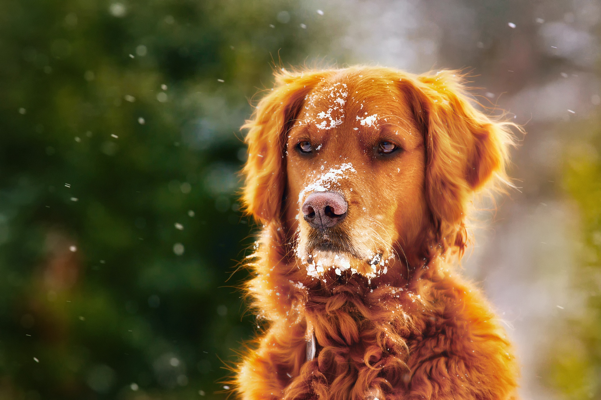 PCデスクトップに動物, 犬, 銃口, ゴールデンレトリバー, 降雪, 被写界深度画像を無料でダウンロード