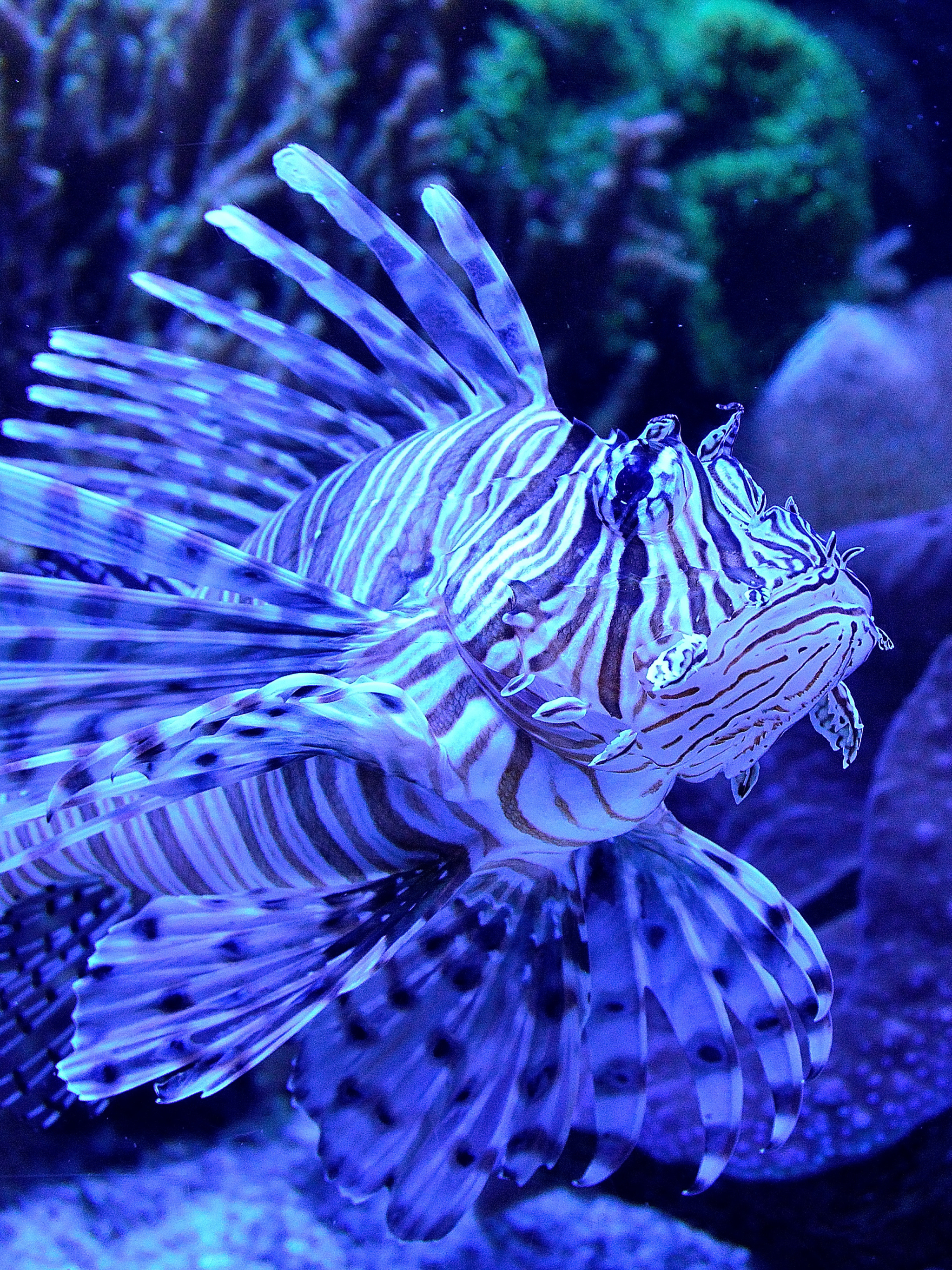 Free download wallpaper Fishes, Animal, Fish, Lionfish on your PC desktop