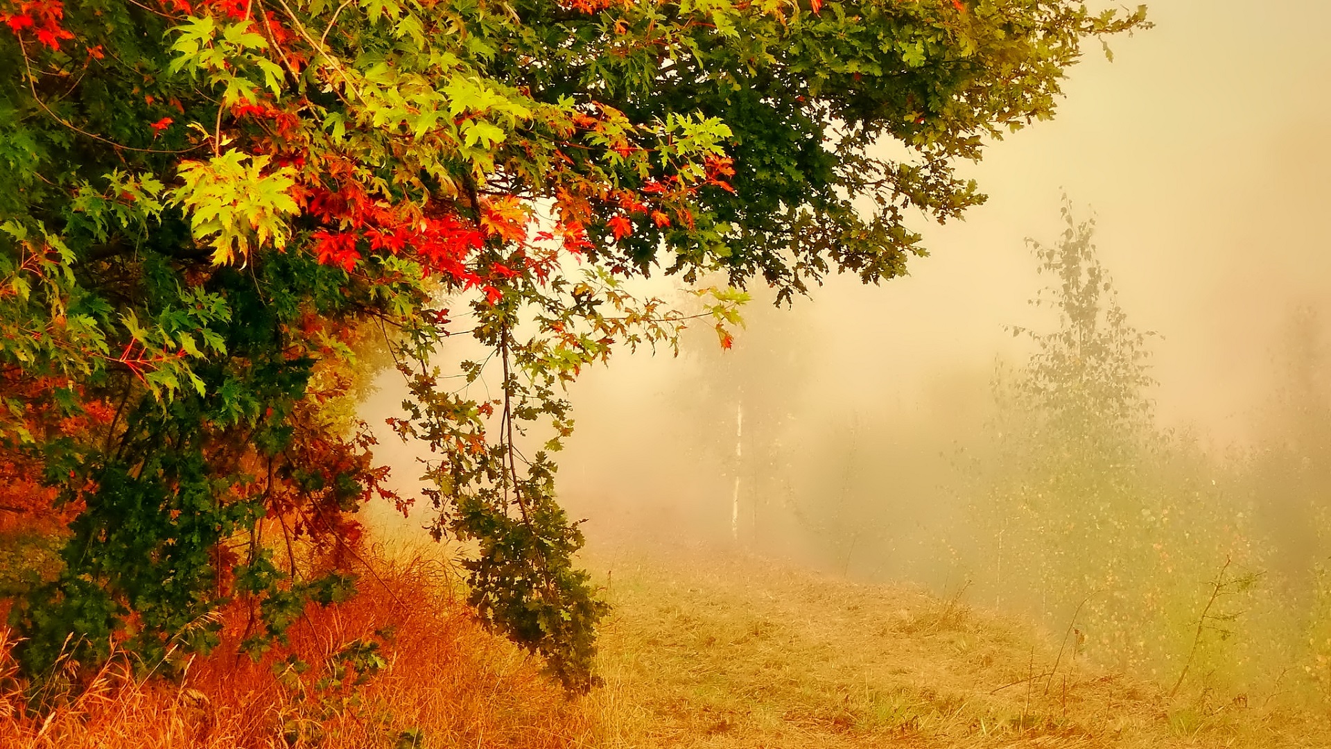 Download mobile wallpaper Forest, Tree, Fog, Fall, Earth for free.
